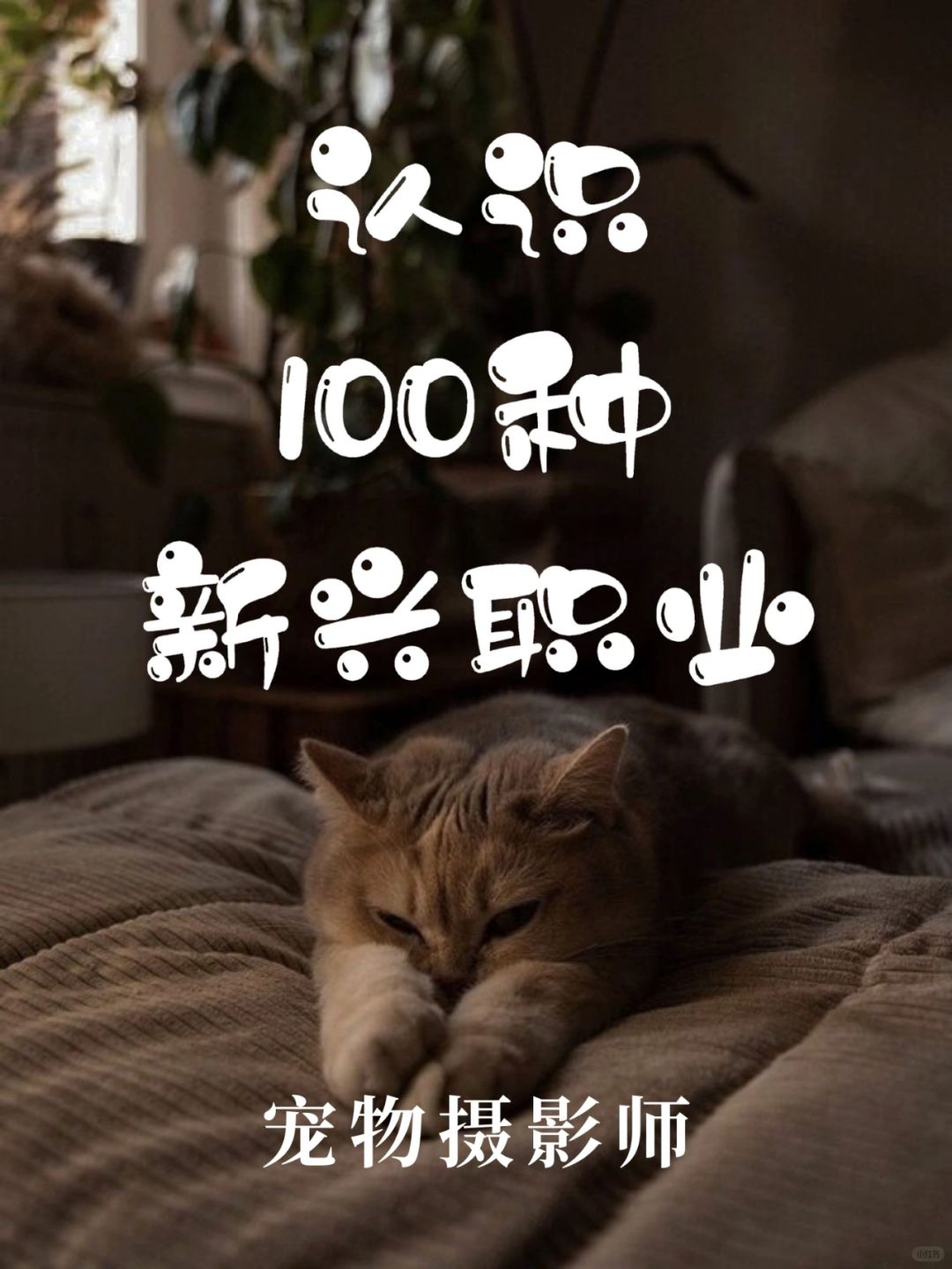 带你认识100种新兴职业·宠物摄影师