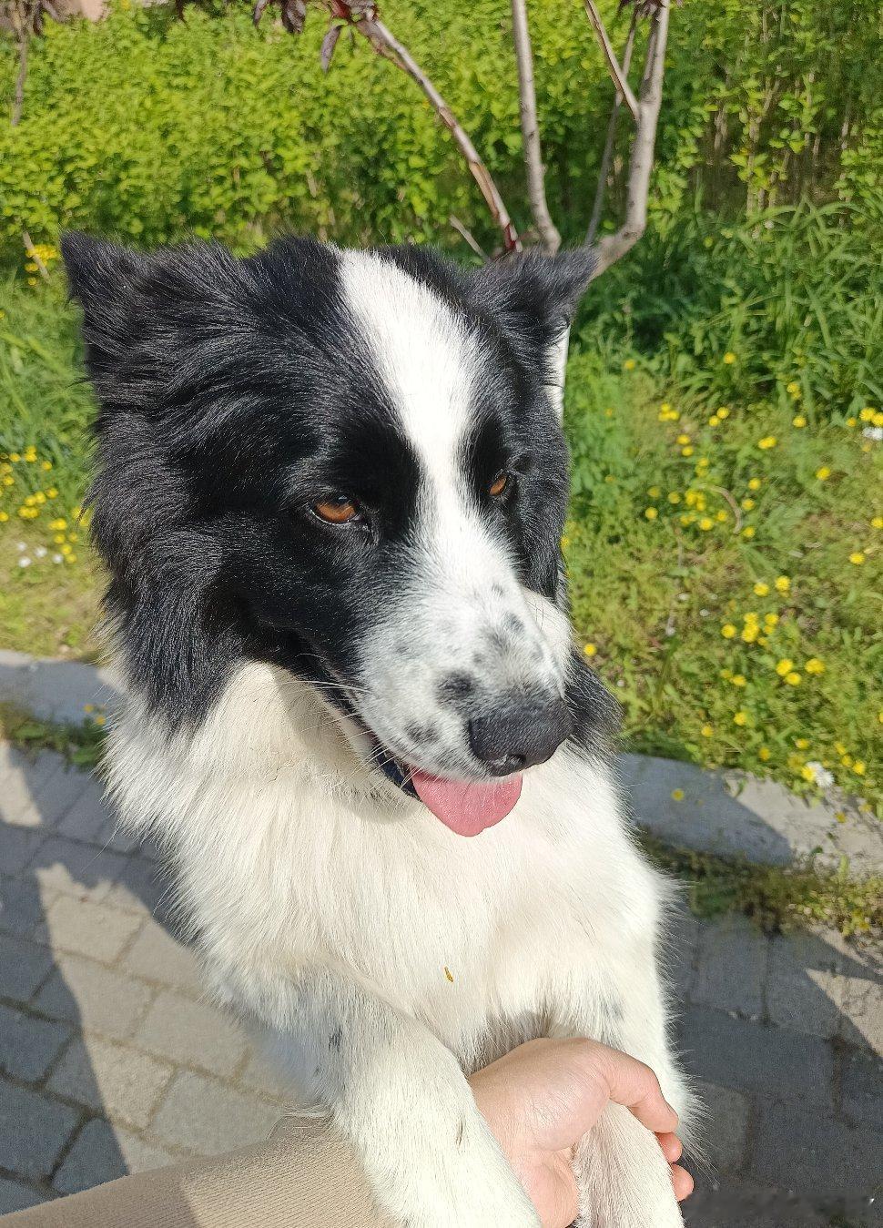 狗狗是世界上最好的礼物，只要你不弃，他一定坚强陪伴马犬被洪水冲走10天奇迹回家狗