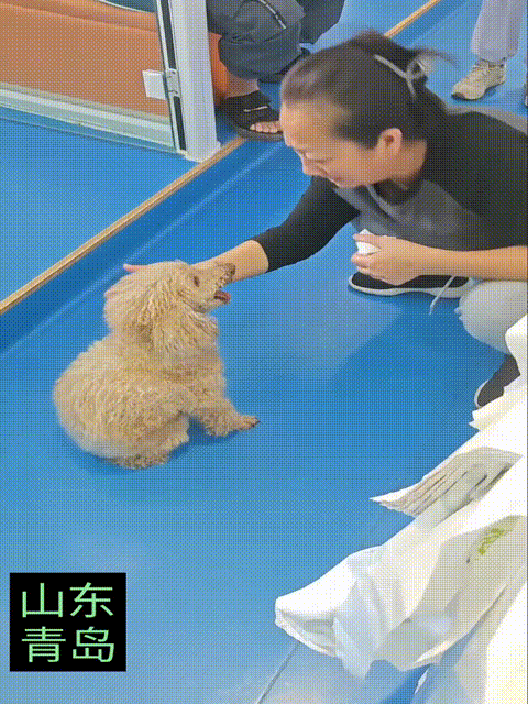 那就好好告别吧！17岁的老狗生病了，全家人在宠物医院考虑了三个小时，决定给它安乐