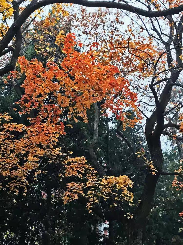 冬日生活打卡季北京美丽的秋天
