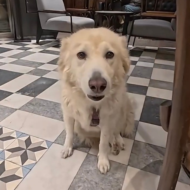 一家土耳其咖啡厅里的小狗🐕 