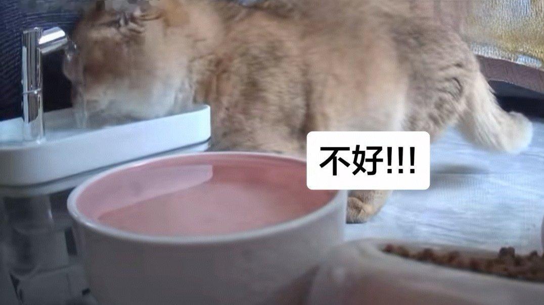猫的大脑处理不了那么多事等的就是这一下小猫洗脸咪不躲那就是喜欢 