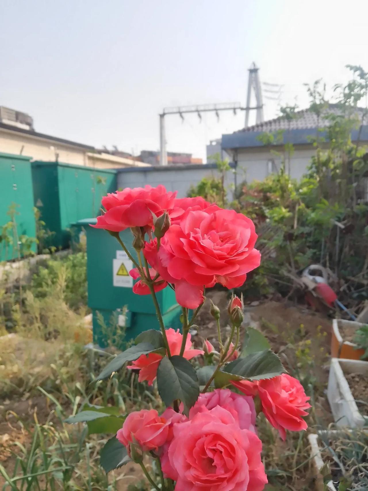 老公上夜班回来嚷嚷着心难受，却不愿吃早餐，我好劝孬劝，总算是把我给他强忍着耐心煮