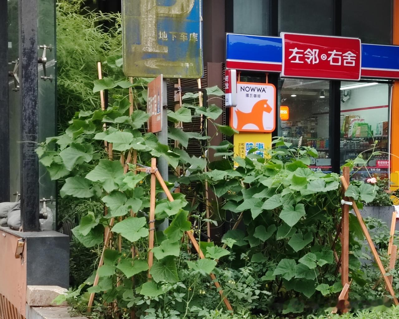 这家公寓楼下的便利店老板，应该是一个热爱生活的人。他在自家店门口外摆处，搭建了一