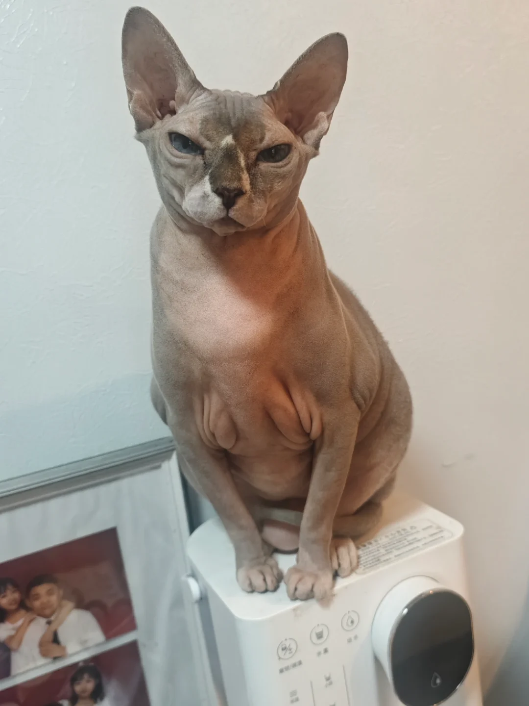 你们家的秃子也这么瞧不人吗