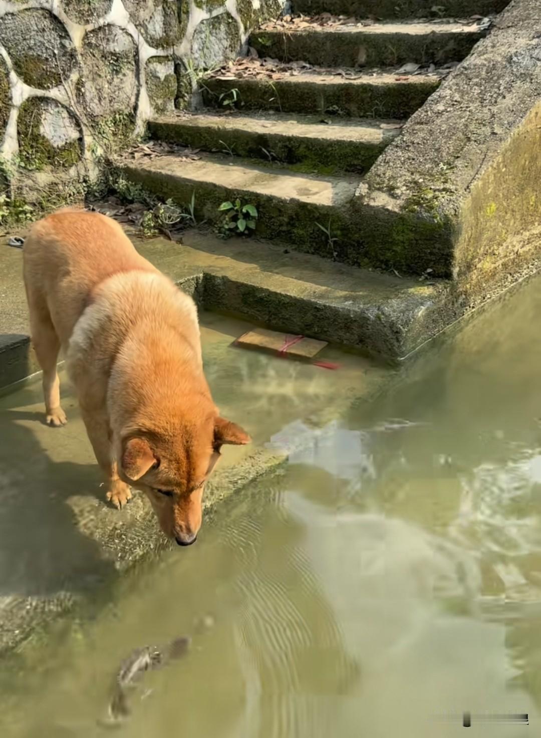 狗狗放生的一条鱼，过几天再次到河边观望，鱼儿慢慢游过来向狗狗打招呼。