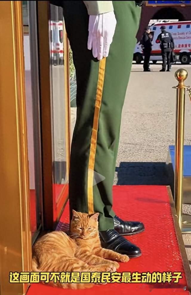 天安门站岗小橘猫入编"故宫”