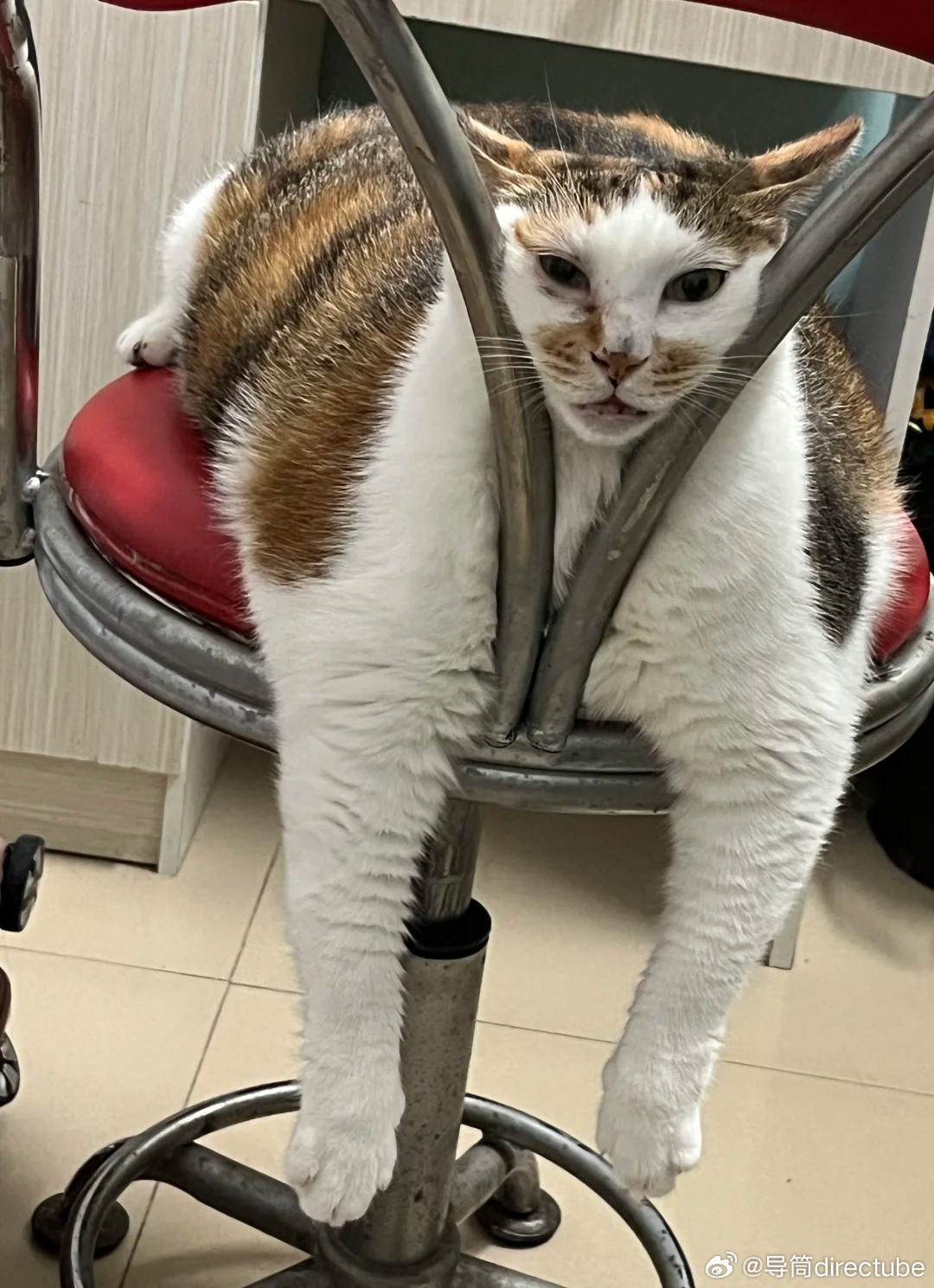 猫宁