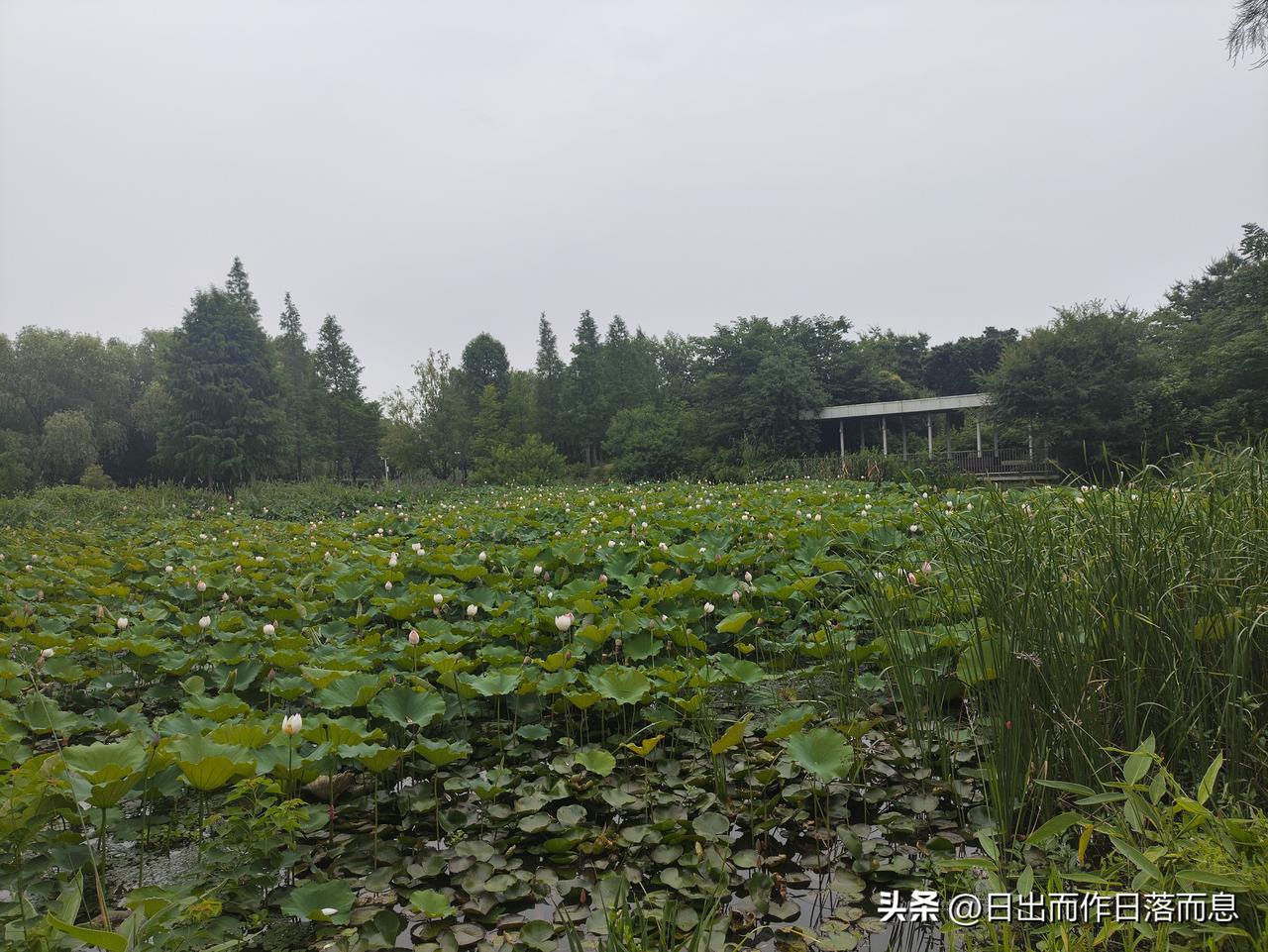 乡村池塘
荷花开
开心骑行
太爽了荷塘风景随手拍 荷池随拍 荷景自拍图 乡村水塘