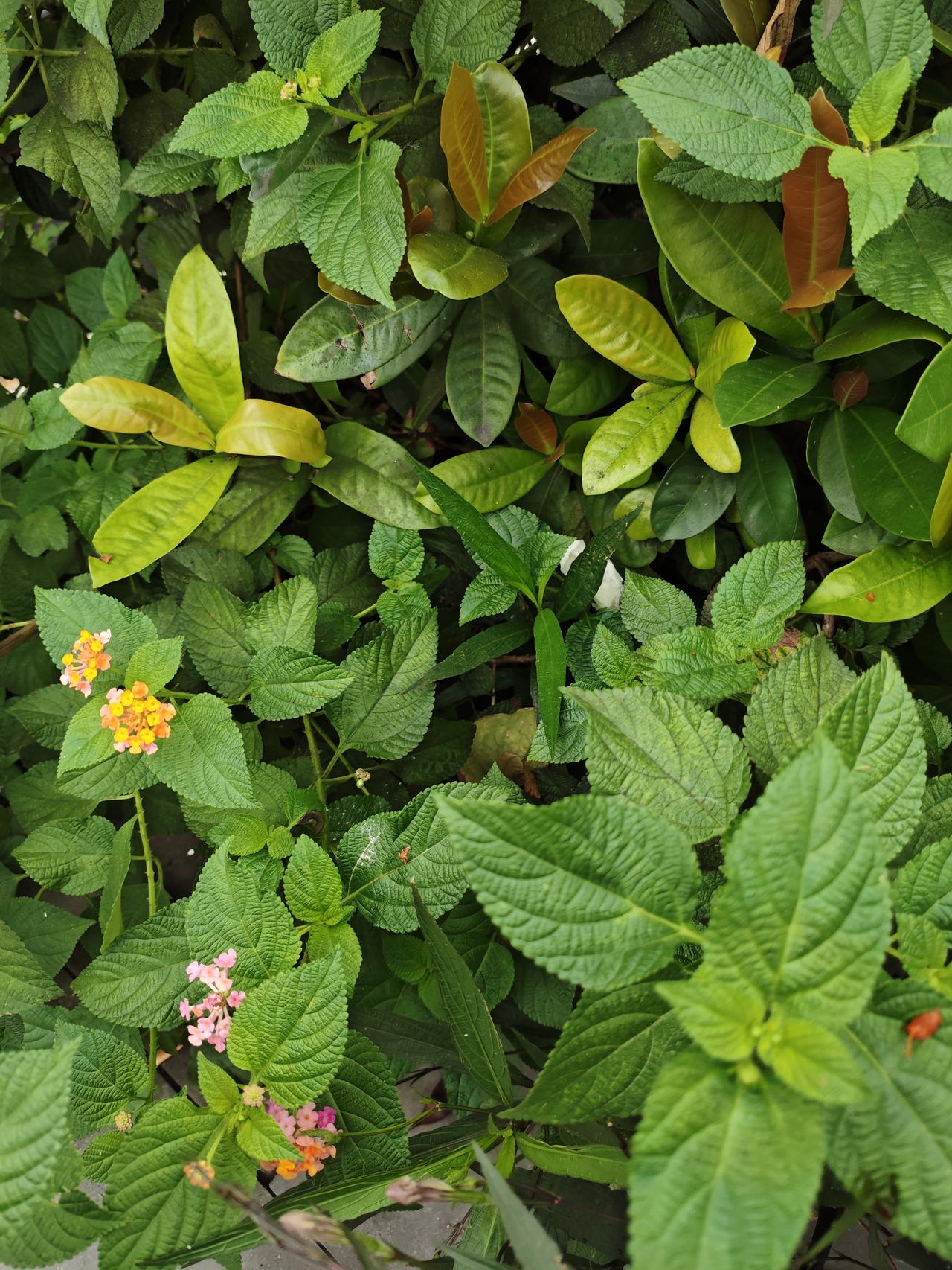 相册里的花花草草昨天出去玩，看到路边的五色梅花开开，小小的黄色似的，桔黄色的，还