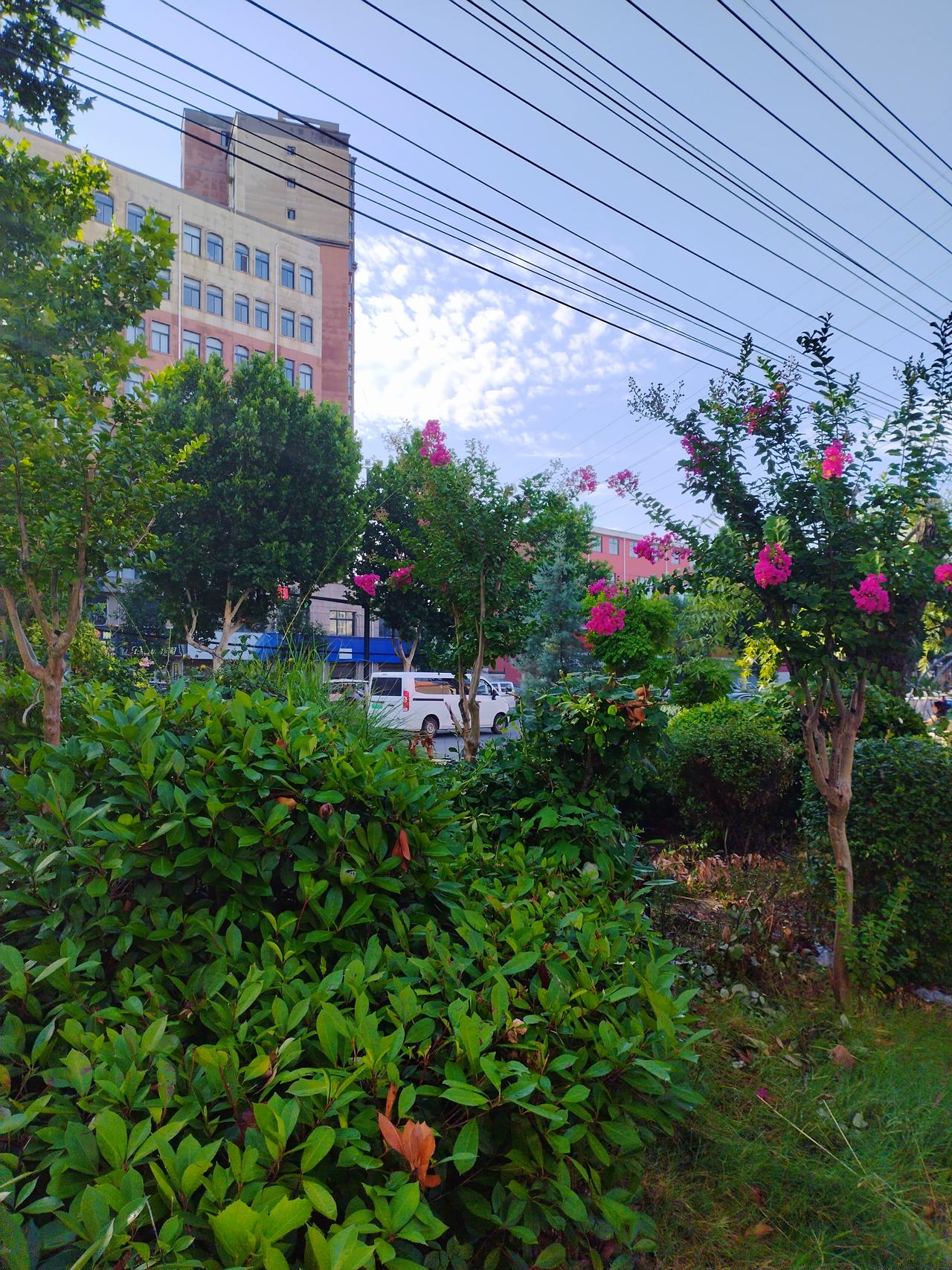 早晨去公园散步回来的路上，走到沈丘兆丰大道与交通东路交叉口附近，看到雨过天晴的美