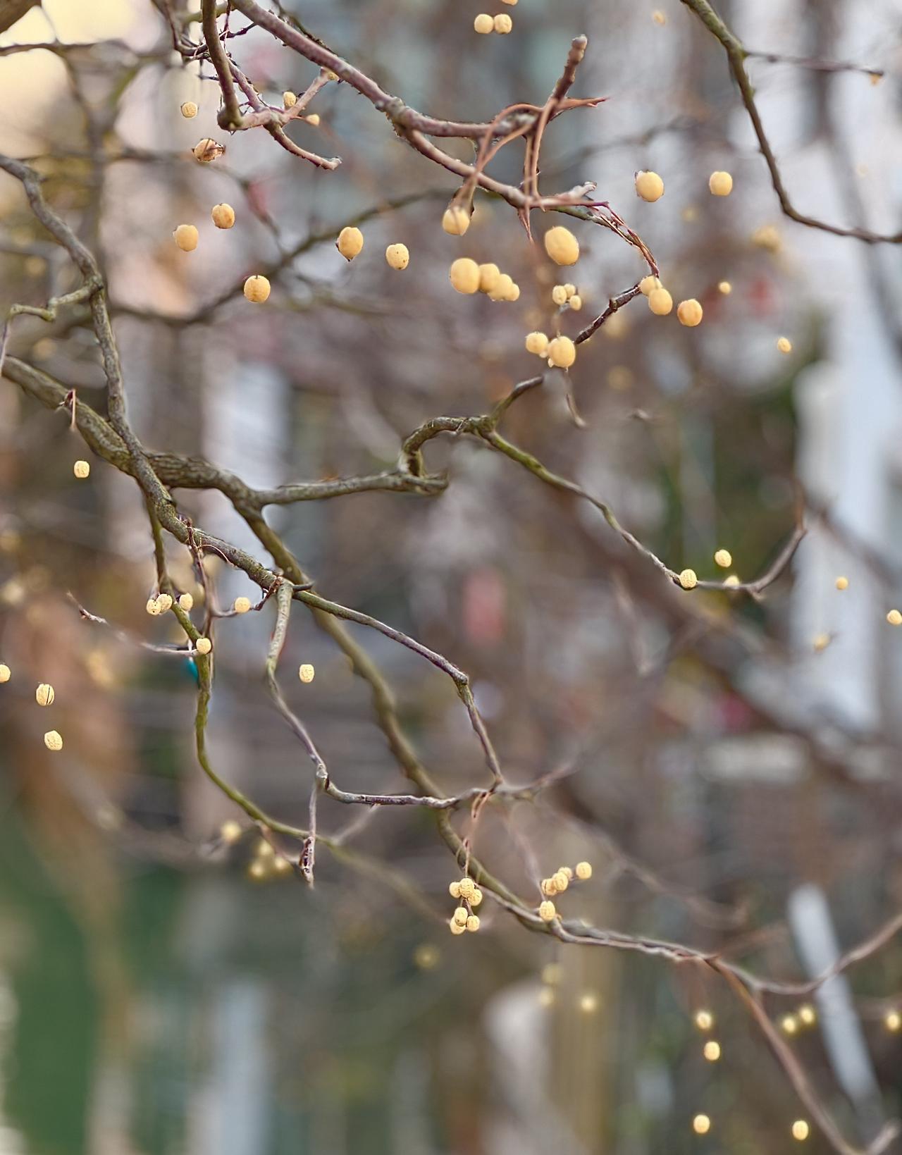分享你相册里的最新一张照片不知道什么植物。