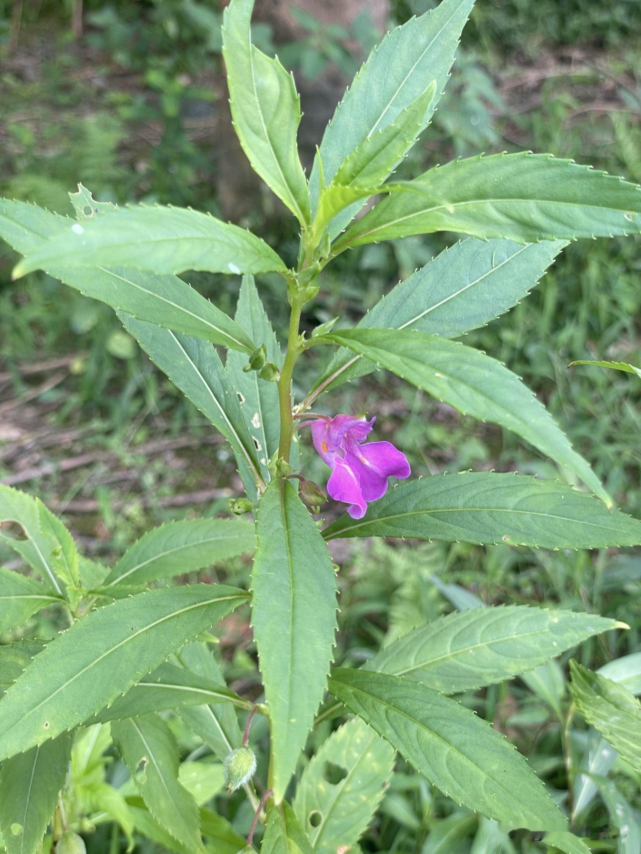 分享一张你最近随拍的照片昨天爬山拍的照片，看了好久也不知道这是什么草。