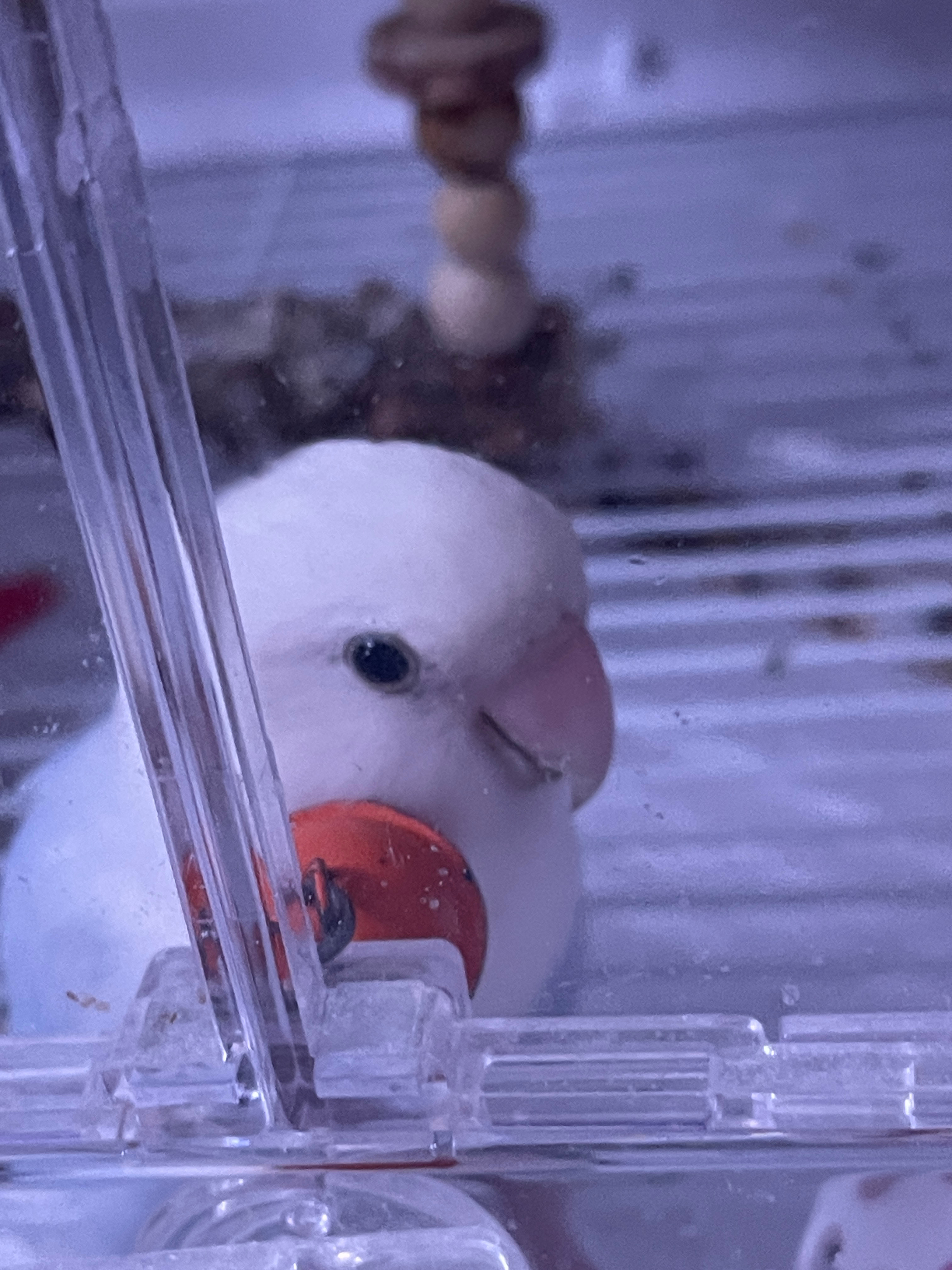还不睡觉的🐥 