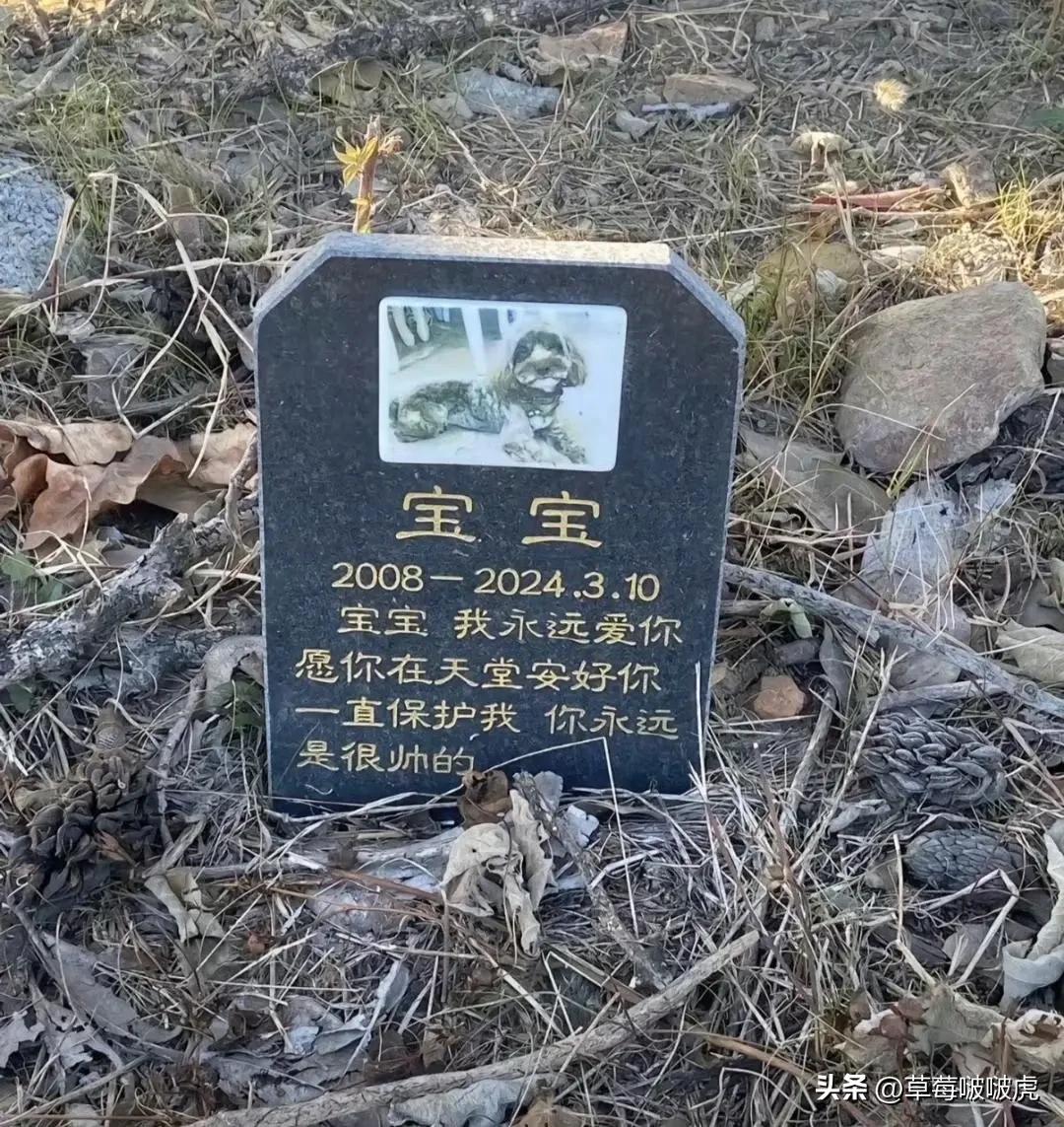 不懂就问，16岁的狗，相当于人类多少岁！