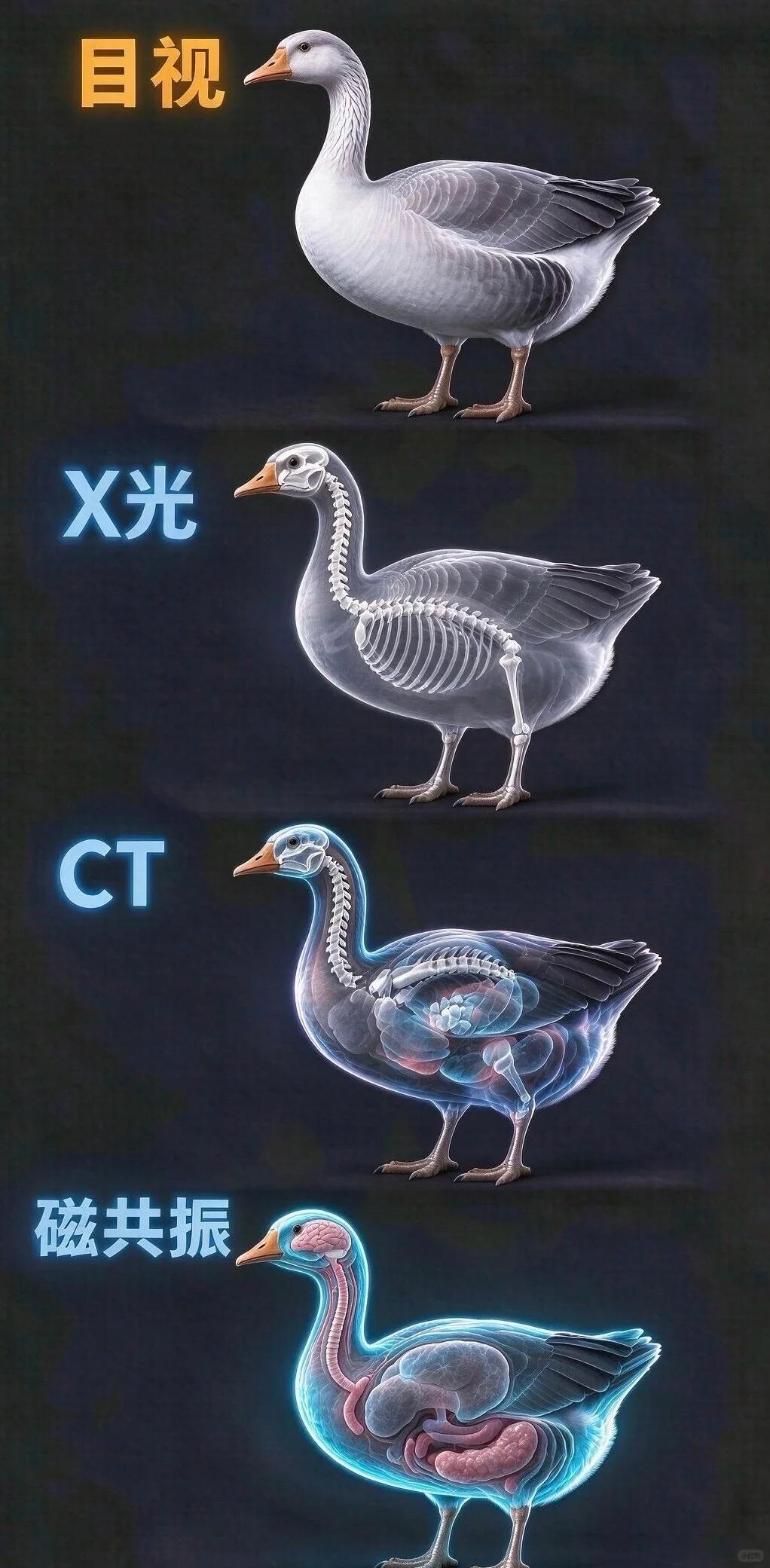 一张图看懂 X 光、CT、磁共振差别

用大白鹅直观演示四种成像方式！目视看外表
