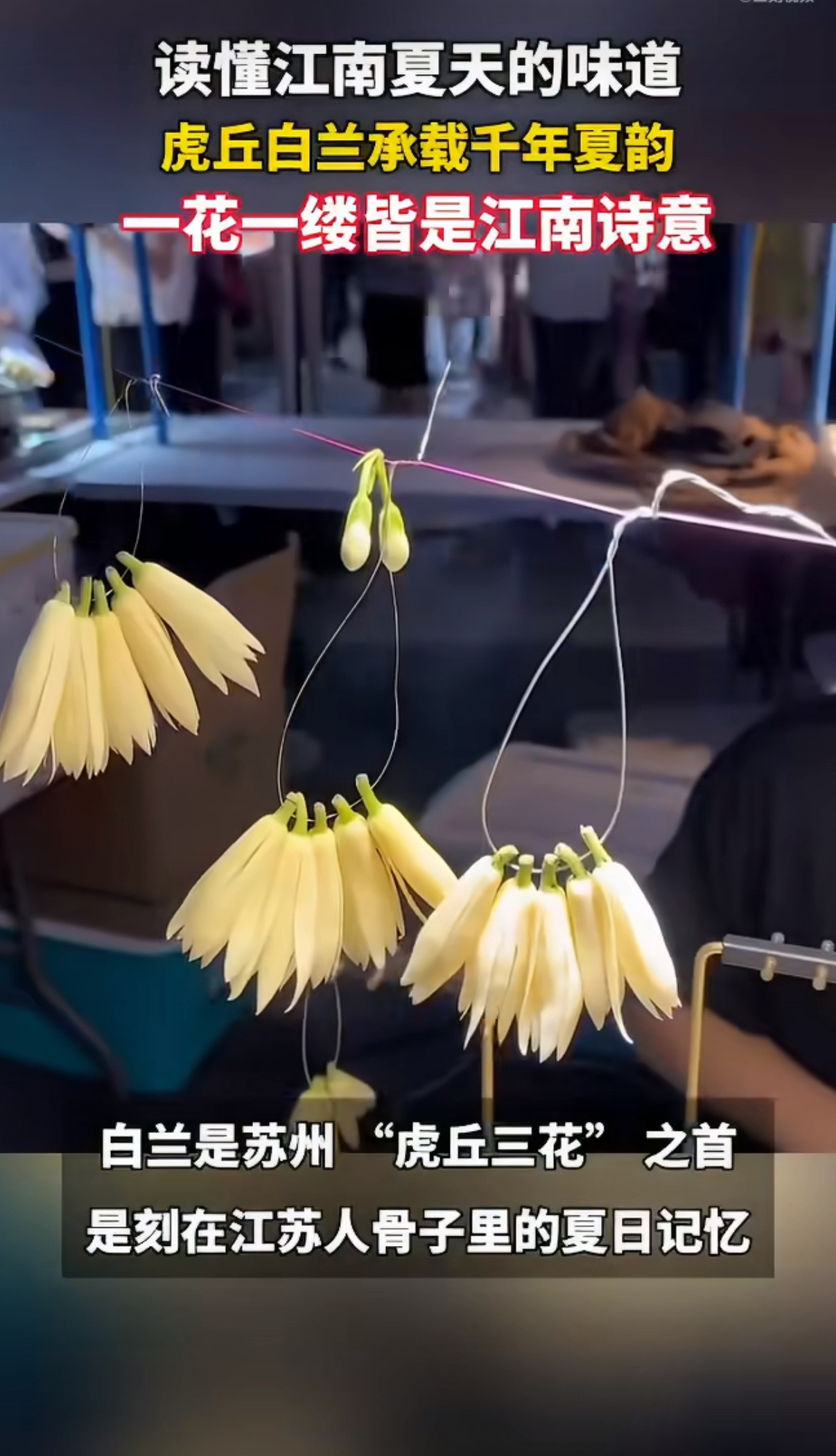江苏的夏日浪漫是阿婆篮子里的白兰花江南夏天的氛围感全靠白兰花撑着，街边阿婆竹篮盛