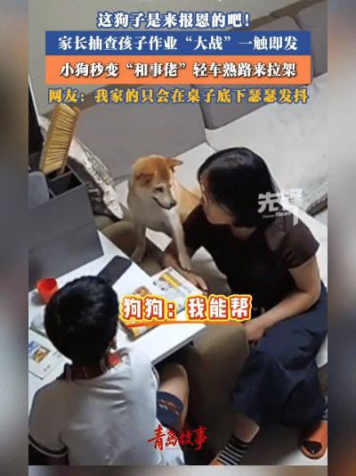 万物有灵！青岛小狗专治家长火气，训娃现场秒劝架
 
太治愈了！山东青岛一只通人性