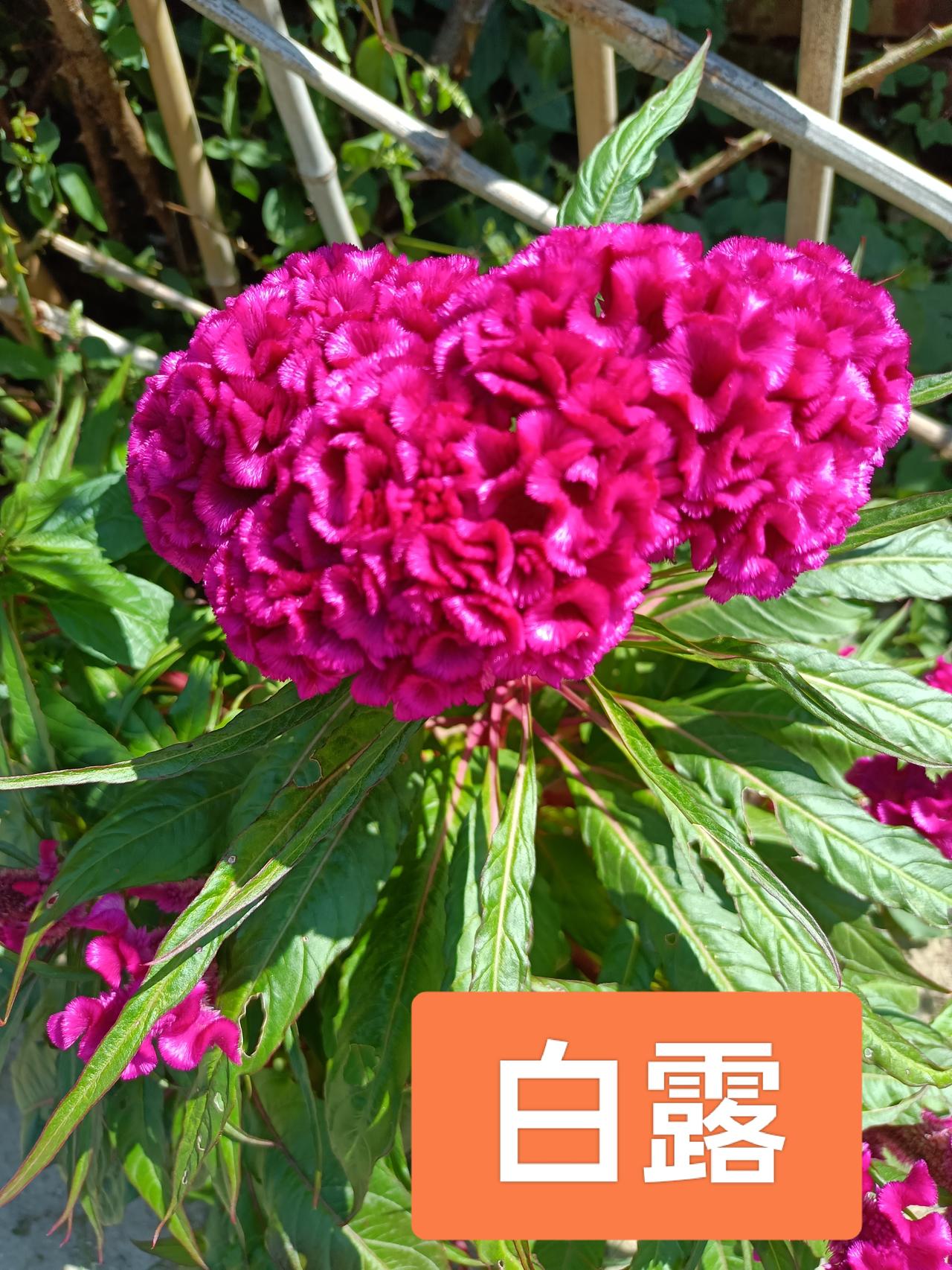 今日白露，白露的具体时间是22时41分。
白露：地面水汽凝结为露，天气逐渐转凉，