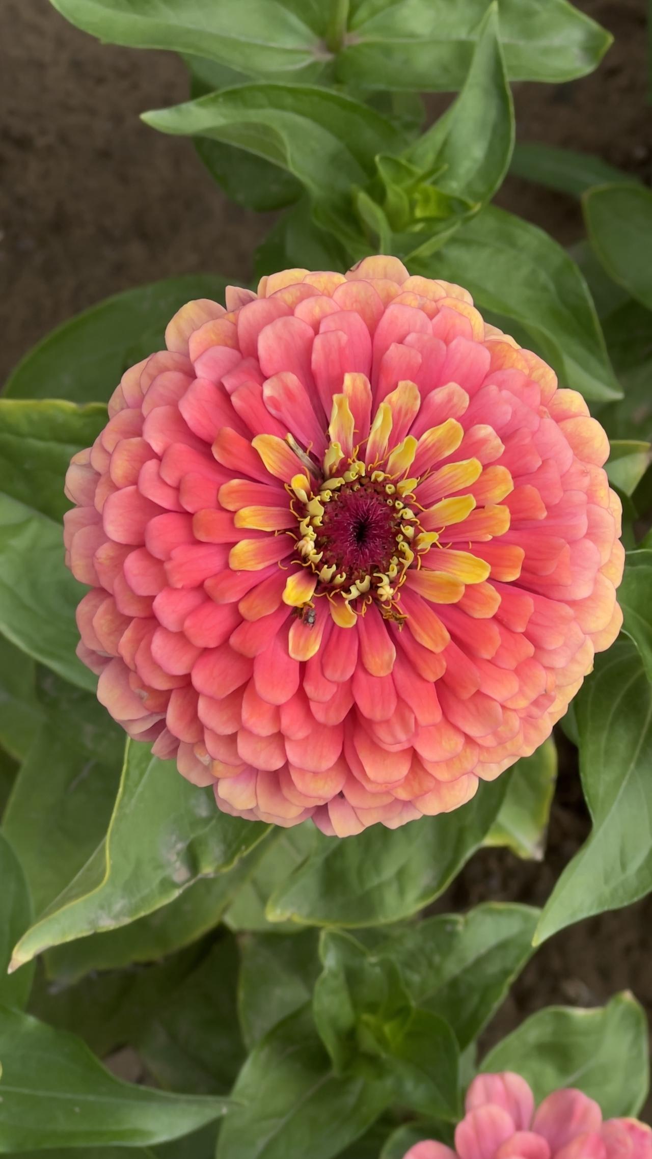 分享一张随手一拍的花朵