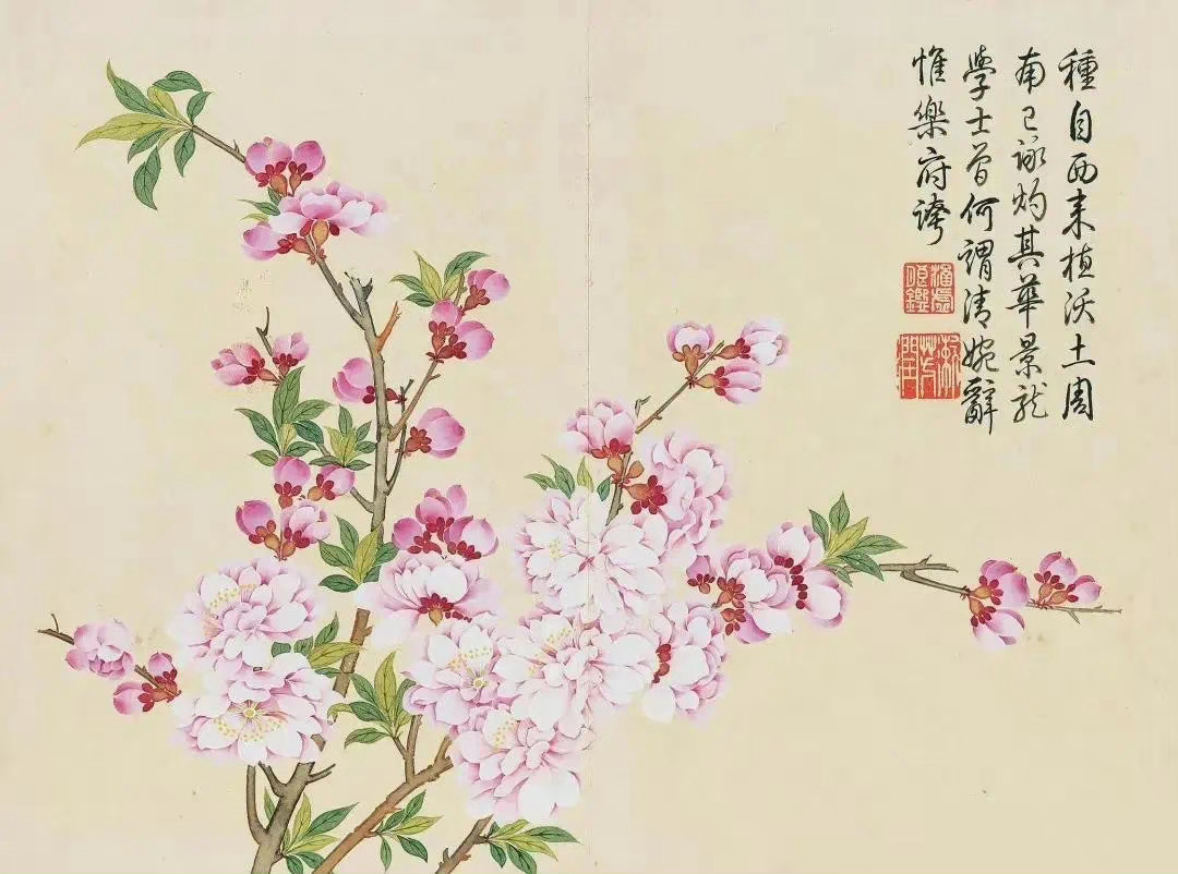 乾隆御题《钱维城花卉十二帧》此册作折枝花十二种，尺寸27.5×37cm，没骨晕染