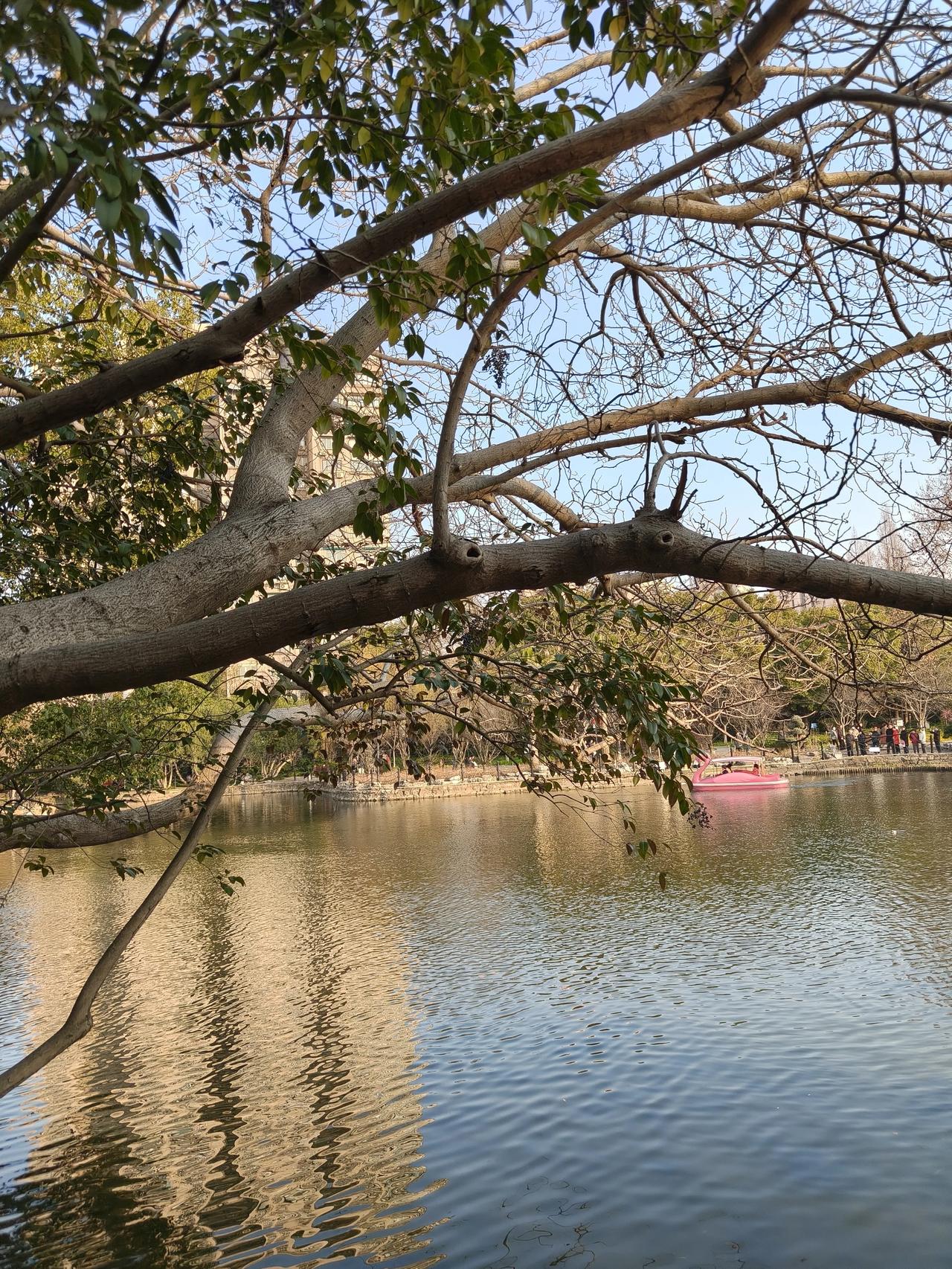 春日公园散步随手拍实景图分享！

鲁迅公园梅园走一圈随手拍～🌲