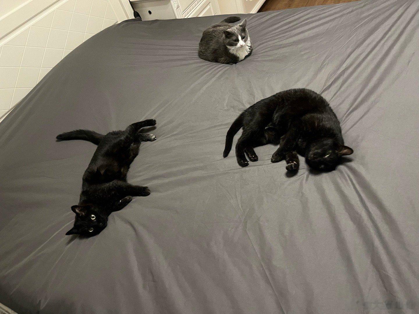 猫猫坨（是的，防水船罩[泪]） ​​​