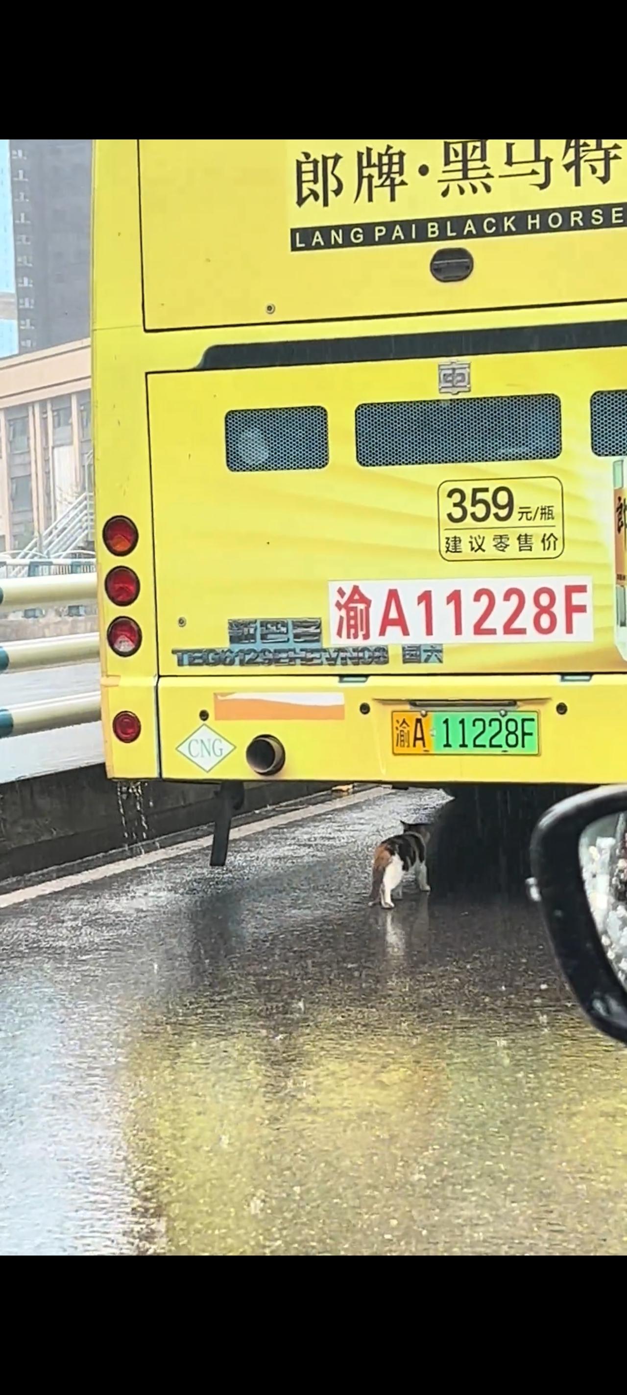 眼前的画面简直太让人感到心酸与无奈了，一只被人丢弃在高架桥上面的猫咪，为了躲避极