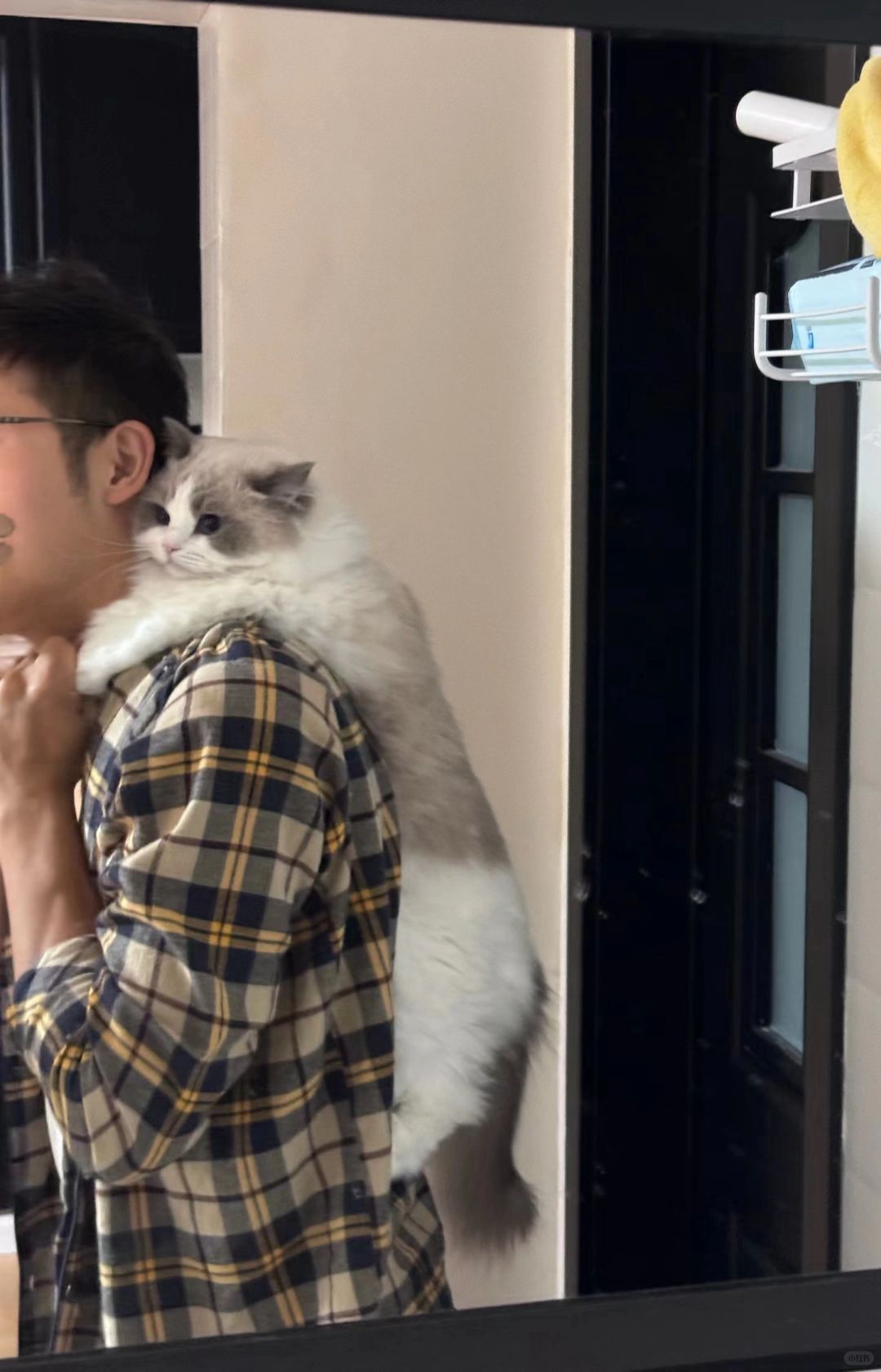 布偶猫｜当朋友来我家撸猫…