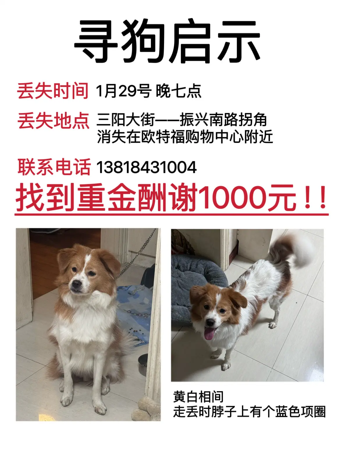 丁沟镇寻狗！！！！急！！！！！！！