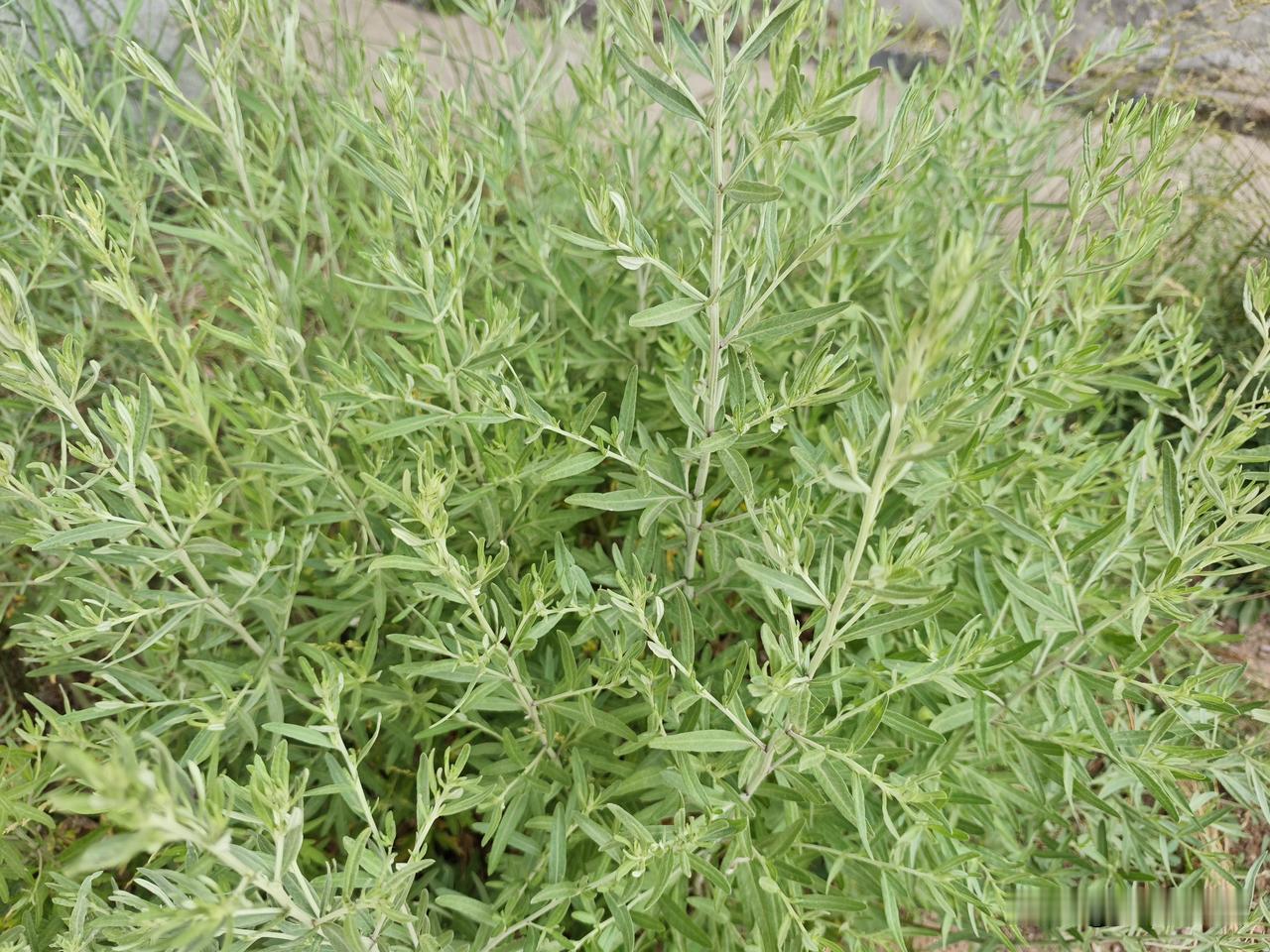 火眼金睛，辩假识真，这是艾草还是青蒿？
端午将至，门上挂艾的习俗由来已久，老贺也