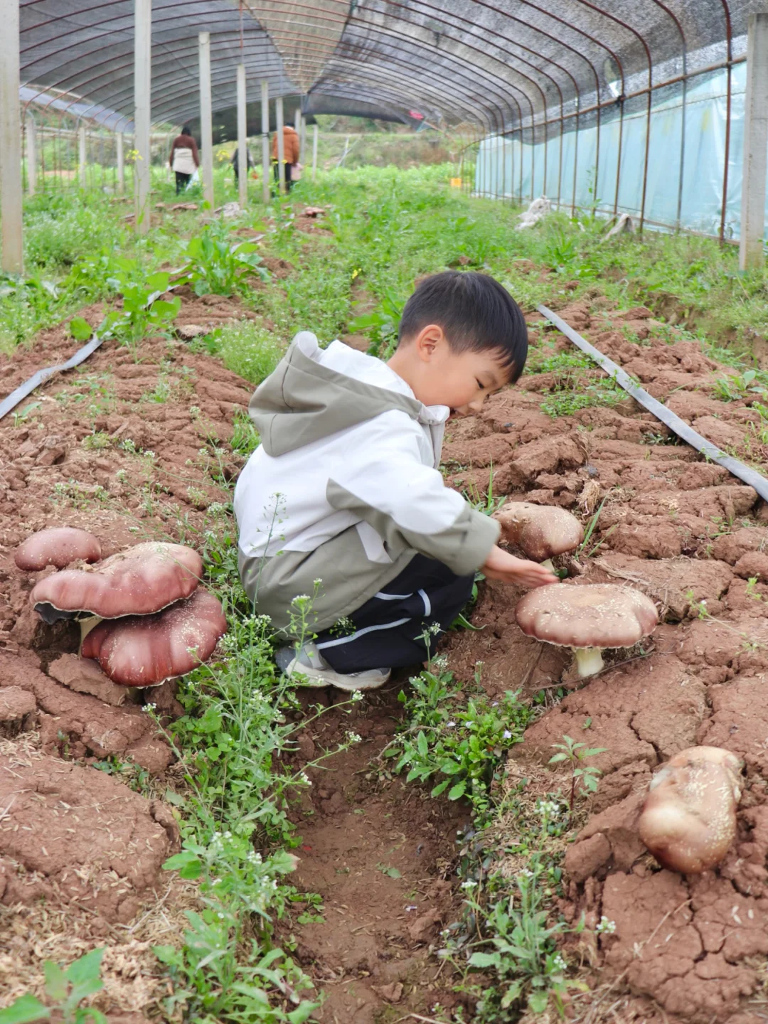 快来！天府新区采蘑菇🍄‍🟫！超有趣的体验