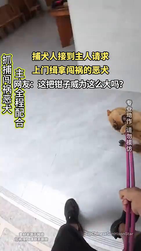 捕犬人接到主人请求，抓捕闯祸恶犬。
狗哥我来了。网友：这把钳子威力这么大吗？全程