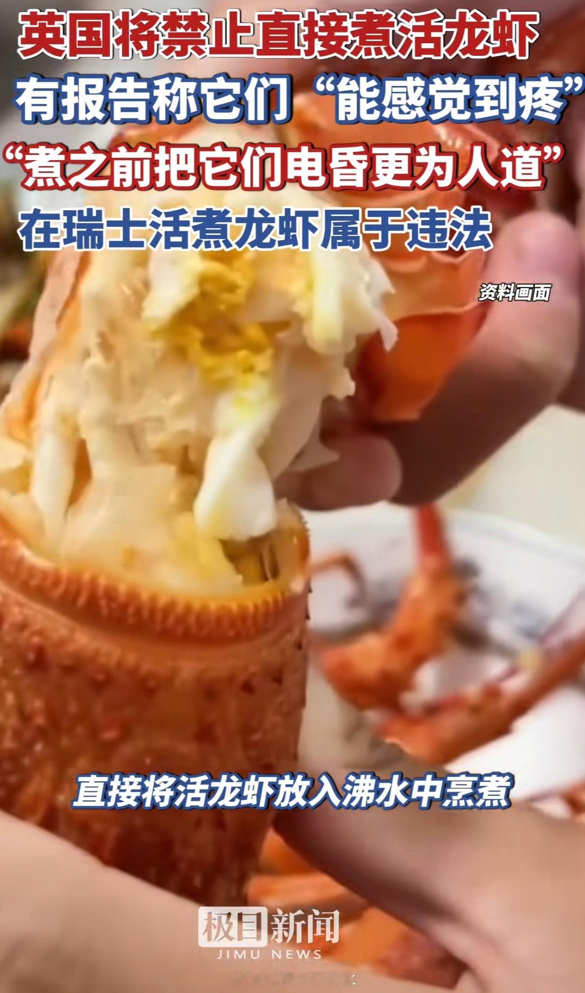 英国将禁止活煮龙虾龙虾：你是说我死之前还被电几次？英国人真搞笑，电击或冷冻就不痛
