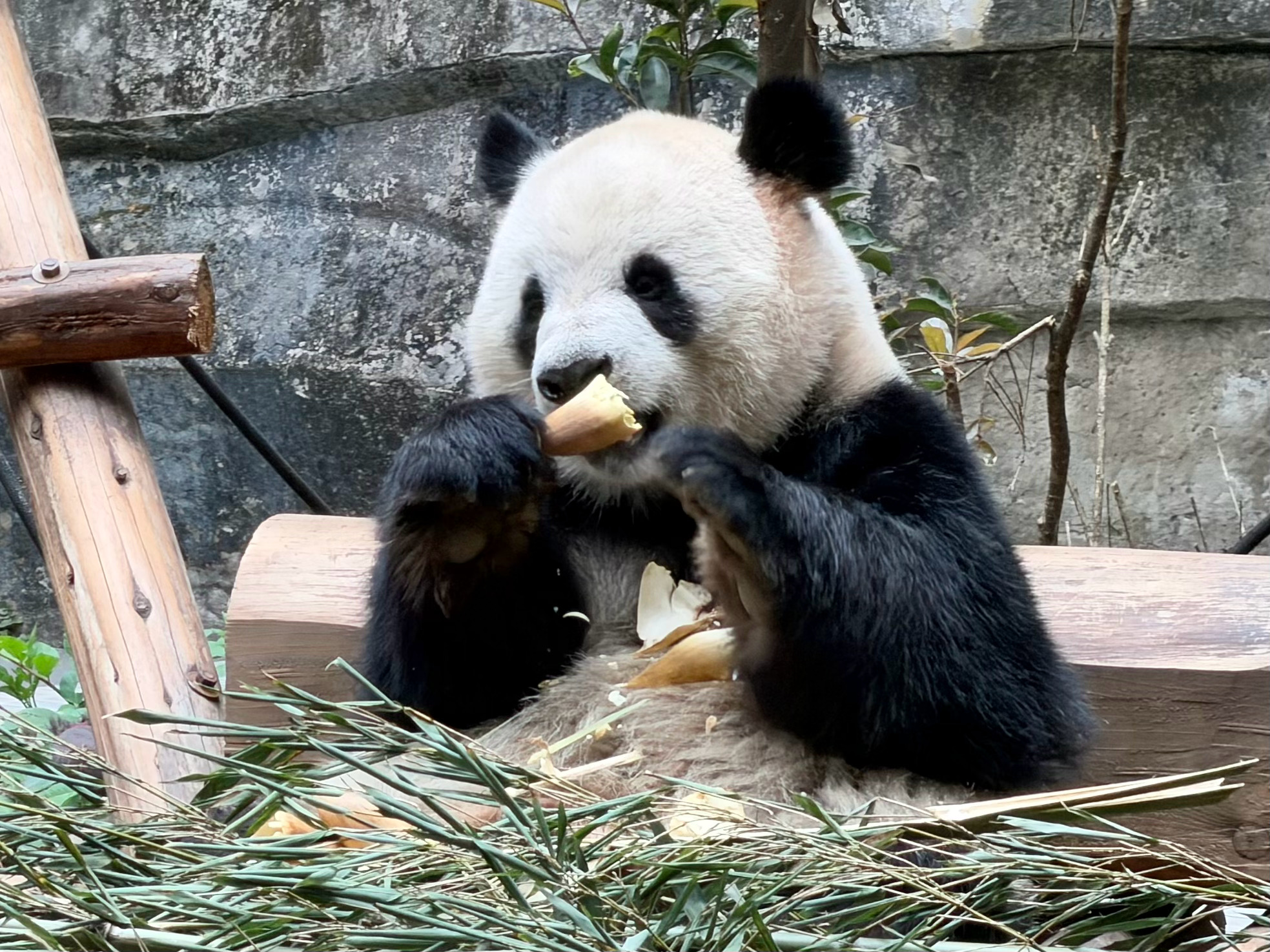 分享一个酷酷吃笋的靓仔🐼 