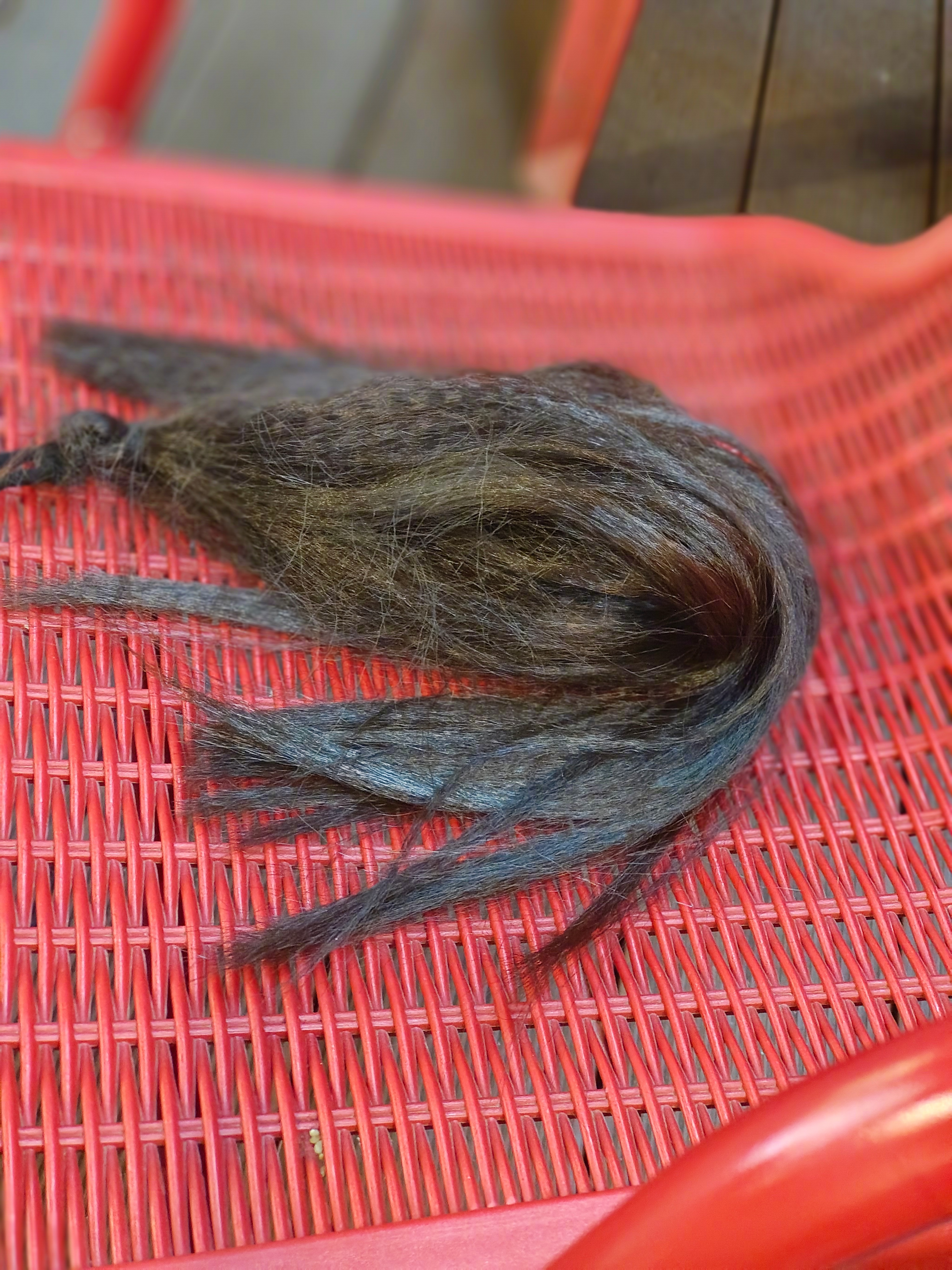 走在路上，不知谁的假发掉了，我捡起来放在临近的凳子上，希望失主往回找的时候能看到