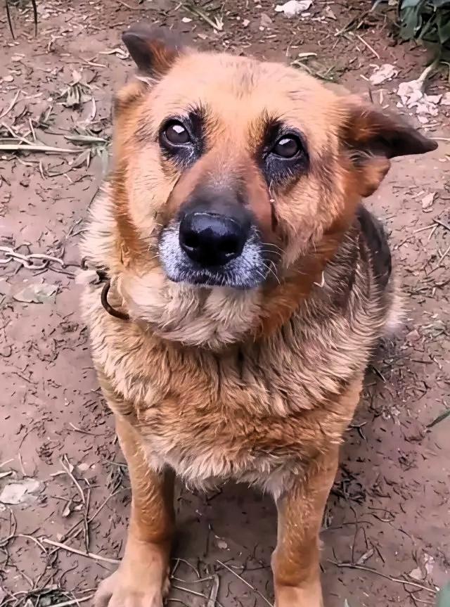 他哭了，
陪伴主人八年，
主人都说没有给它吃过一块肉，每天都帮主人看家护院，
