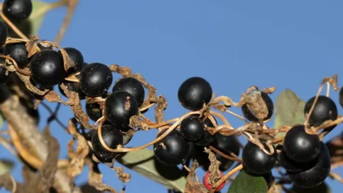 🔥紧急提醒！昆明街头黑色果子千万别踩，毁鞋毁衣！昆明人注意！街头已大量掉落黑色