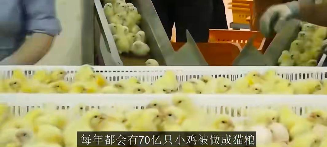 太可怜了！刚出生就要被搅拌成肉泥，每年有70亿只小鸡要被做成猫粮！难道这就是生物