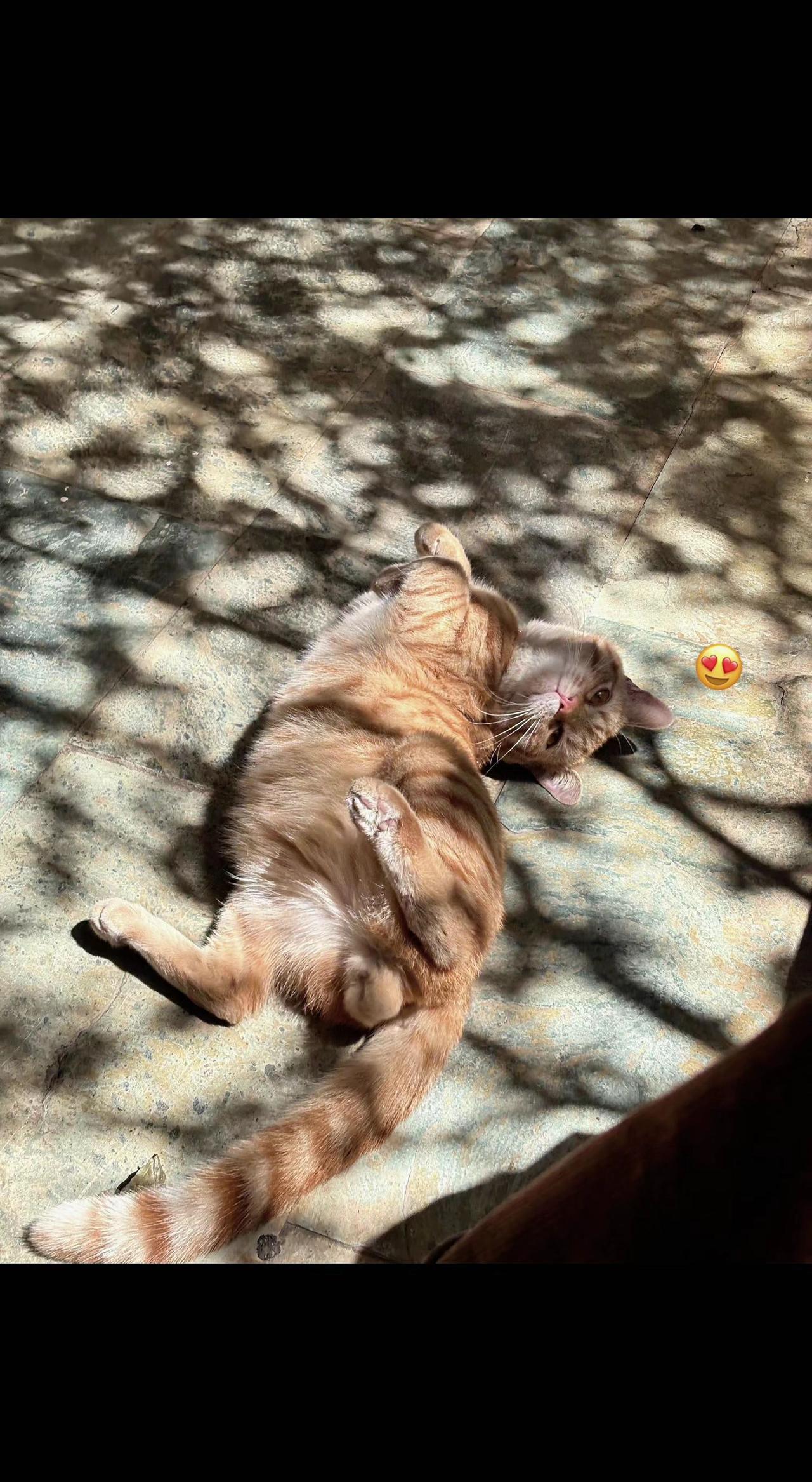 ☀️橘猫把肚皮摊成阳光的形状，树影在它身上跳圆舞曲～生活嘛，偶尔躺平才是正经事?