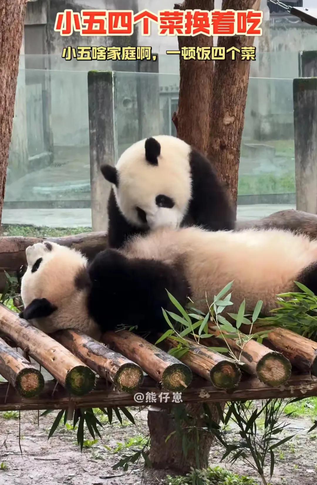 熊猫母子温馨时刻！
网友辣评：莽小五一顿饭四个菜，这是啥家庭啊？
哈哈，全网还是