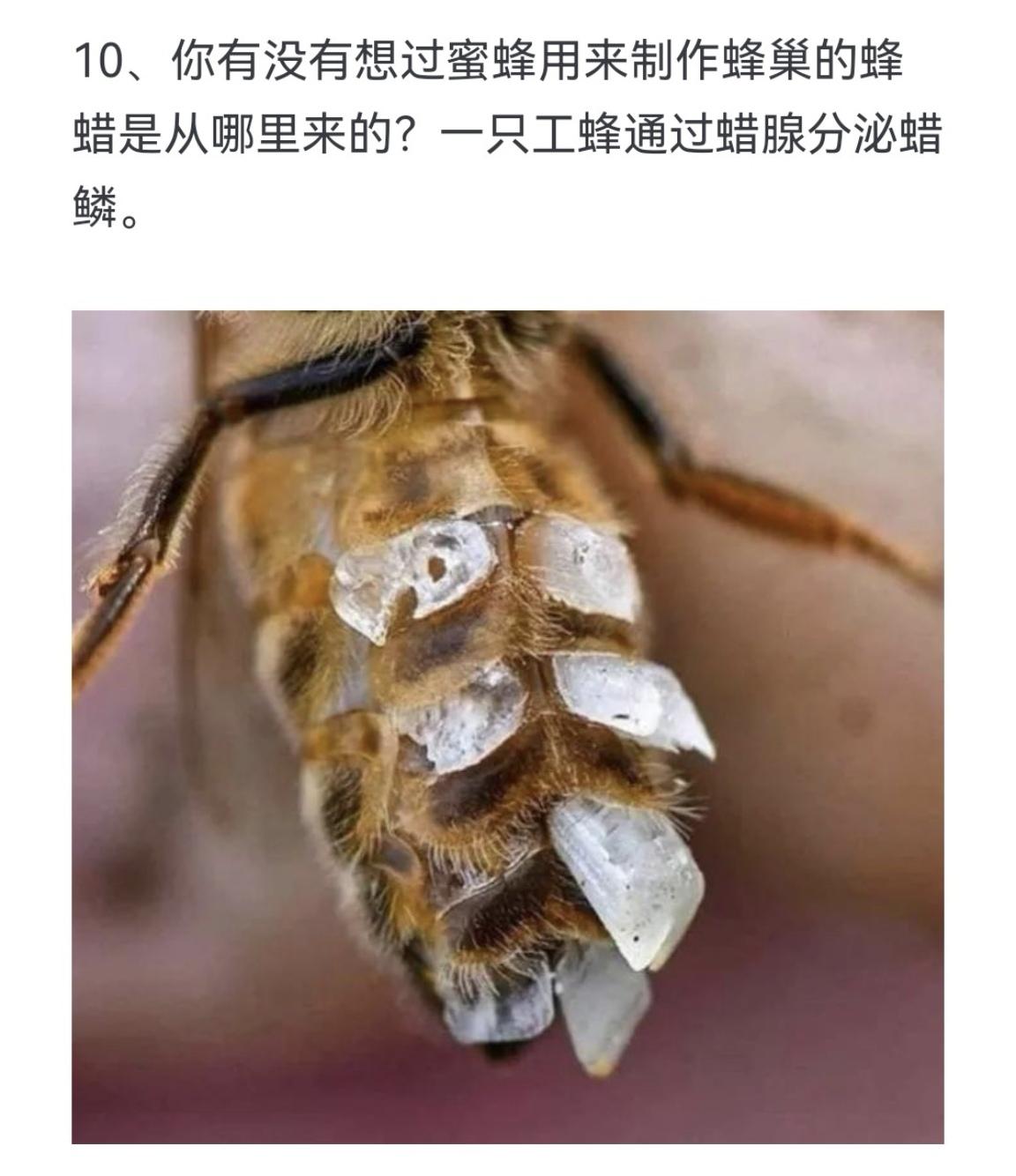 你有没有想过蜜蜂用来制作蜂巢的蜂蜡是从哪里来的？一只工蜂通过蜡腺分泌蜡鳞。