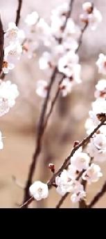 您那里有杏花吗？我带您看看我们这里的杏花吧！
现任老公家的大姑姐已经七十岁了，她