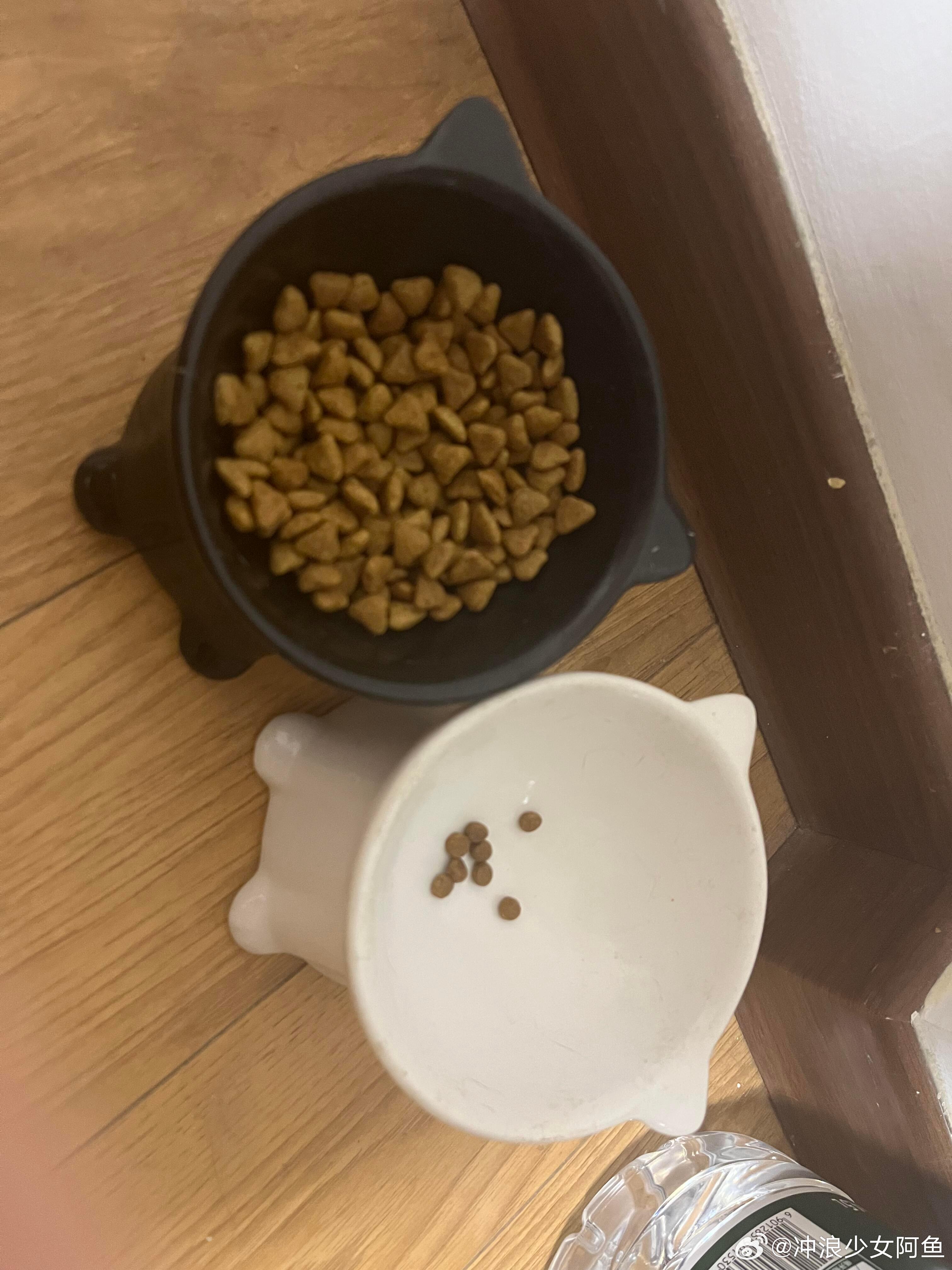 小猫吃剩的猫粮 