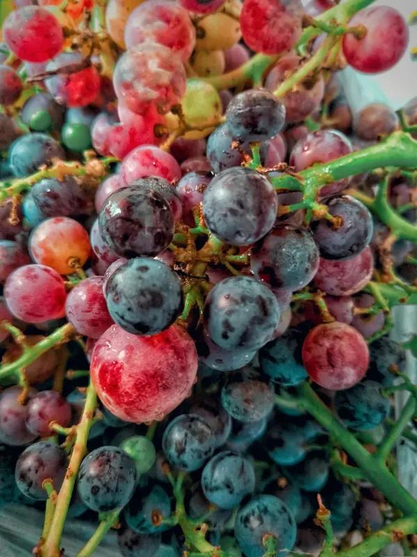 我吃葡萄必定连皮一起吃！葡萄皮可是个宝贝，富含白藜芦醇、花青素和膳食纤维等抗氧化