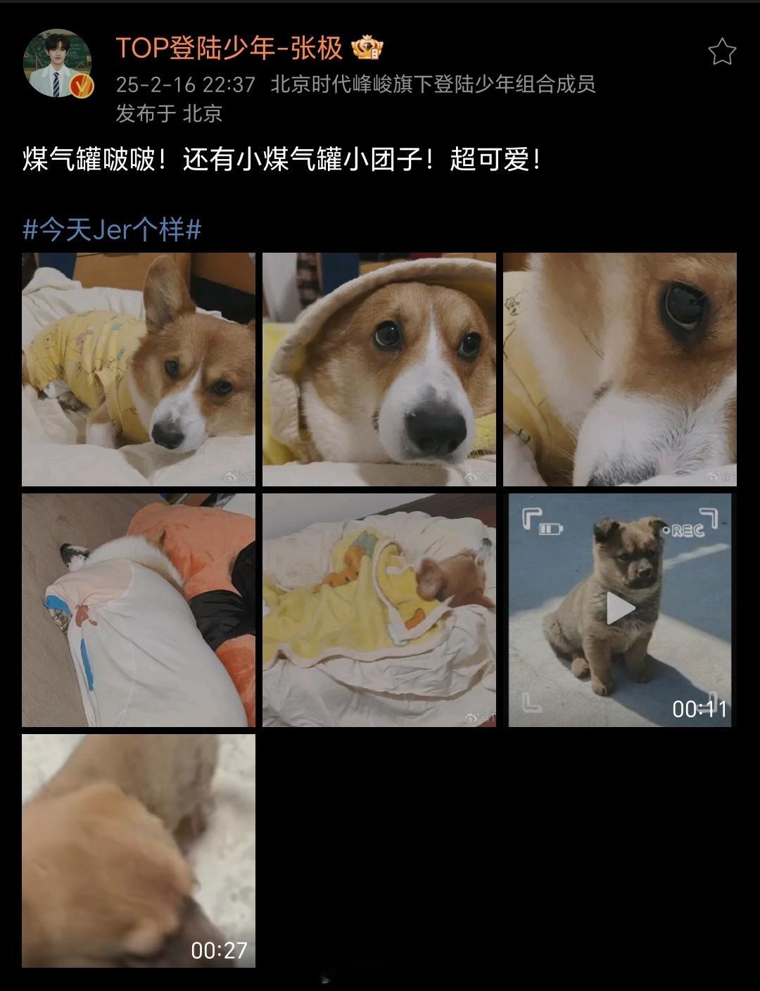 金桔姐姐们，你们的老公张极营业了 