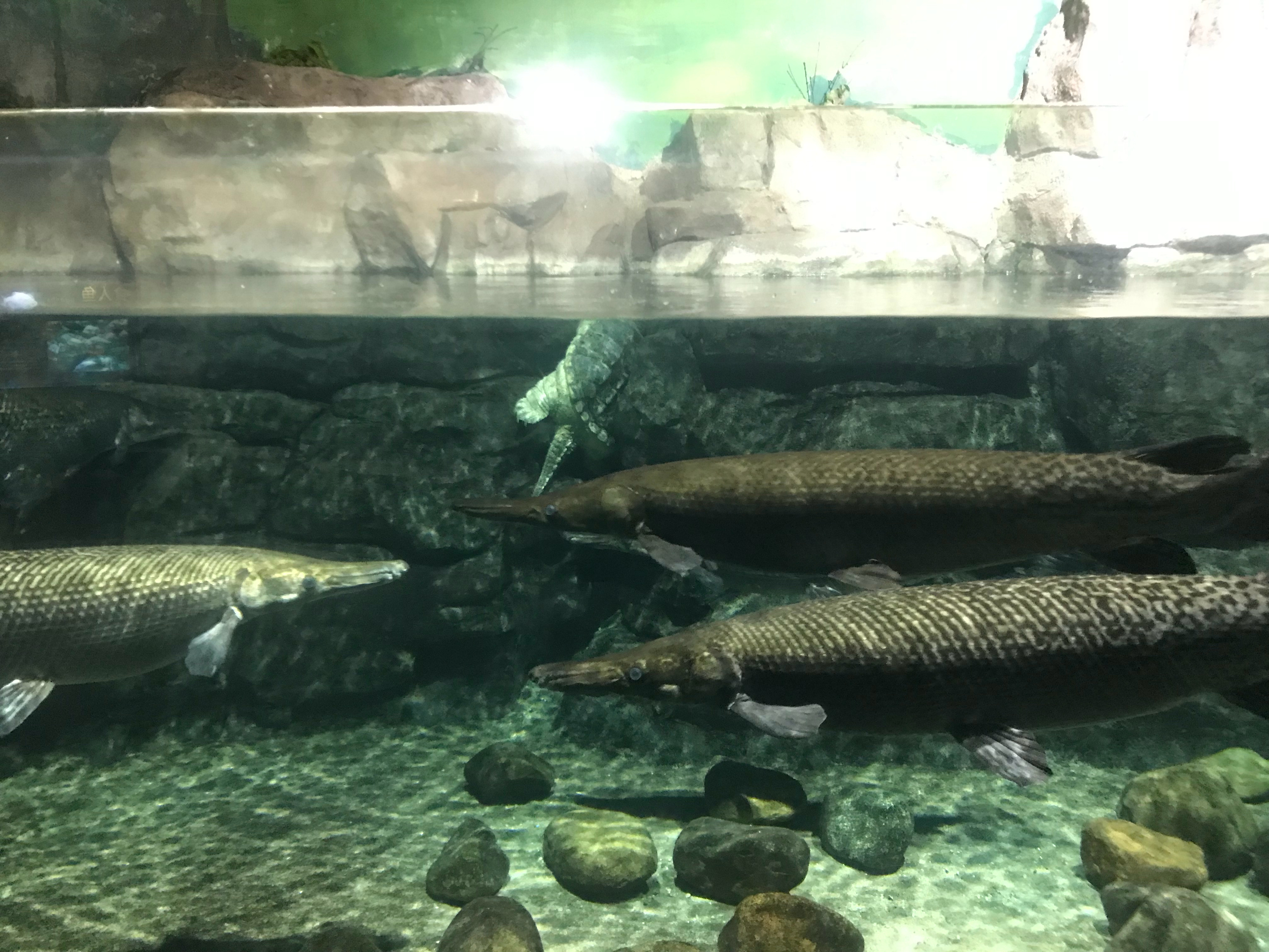感觉这家水族馆真的不行，一看就低成本，铭牌错误+环境也不咋地，小的要死，和嘉兴海