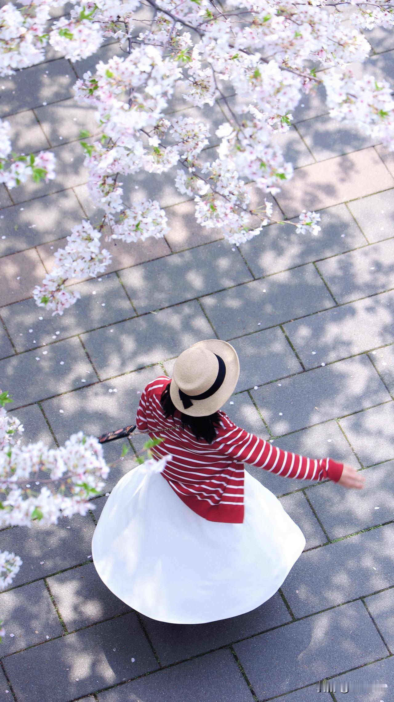 第四年拍，汶水路樱花可封神。