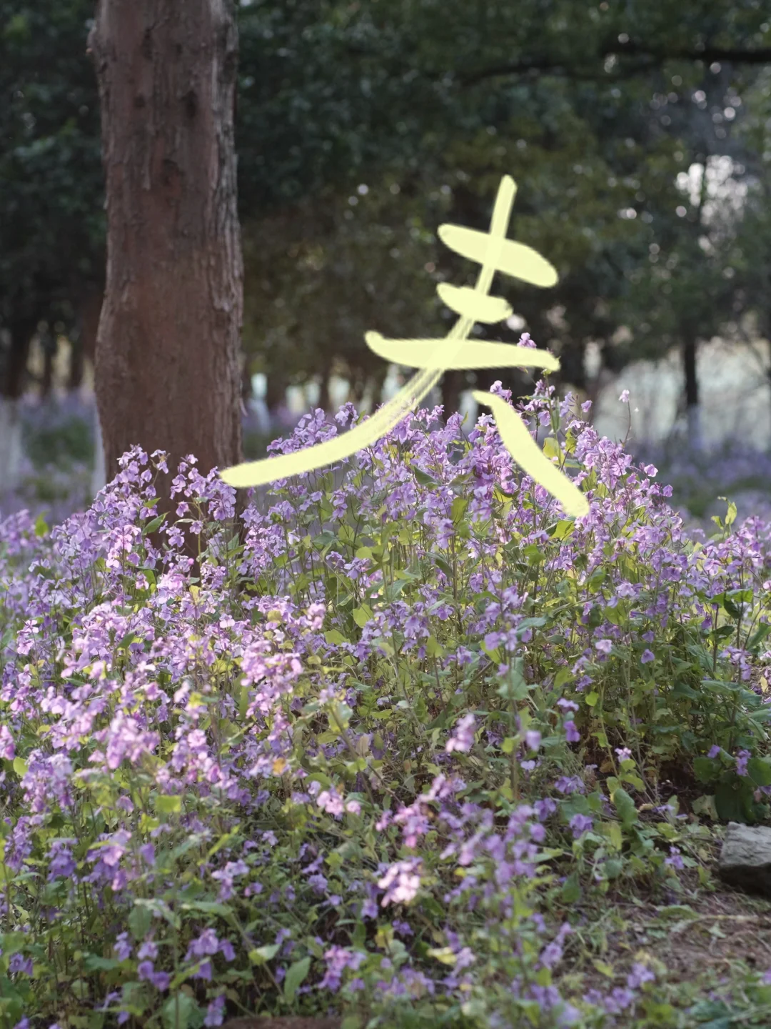 嘉兴植物园！二月顶流非ta莫属了！