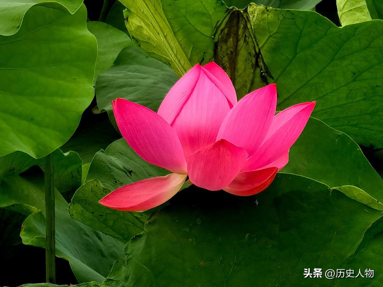 两朵粉色的荷花在绿叶中绽放。初秋盛开的荷花 带苞开放的荷花 带水珠的荷花 第一波